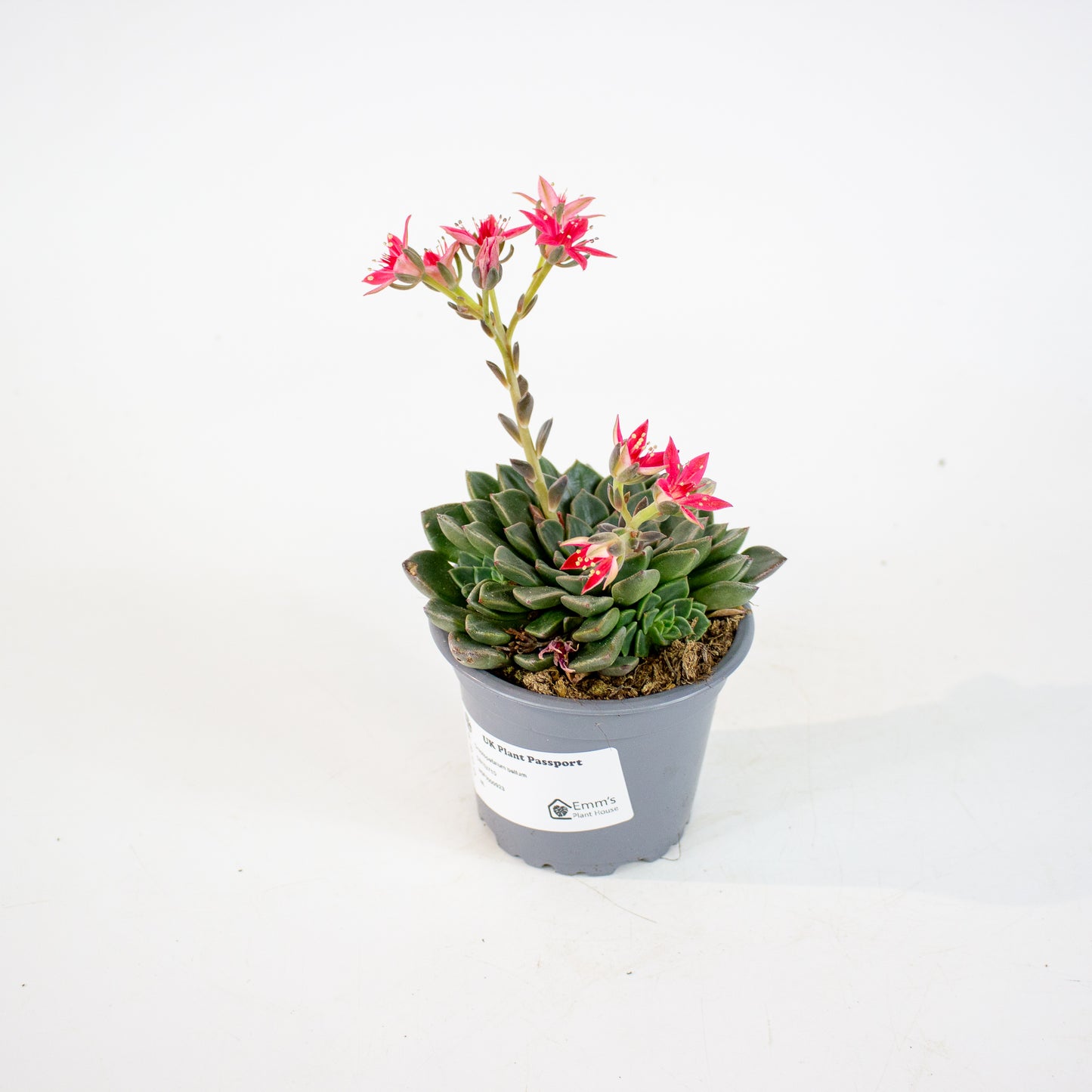 Graptopetalum bellum 9cm H12cm