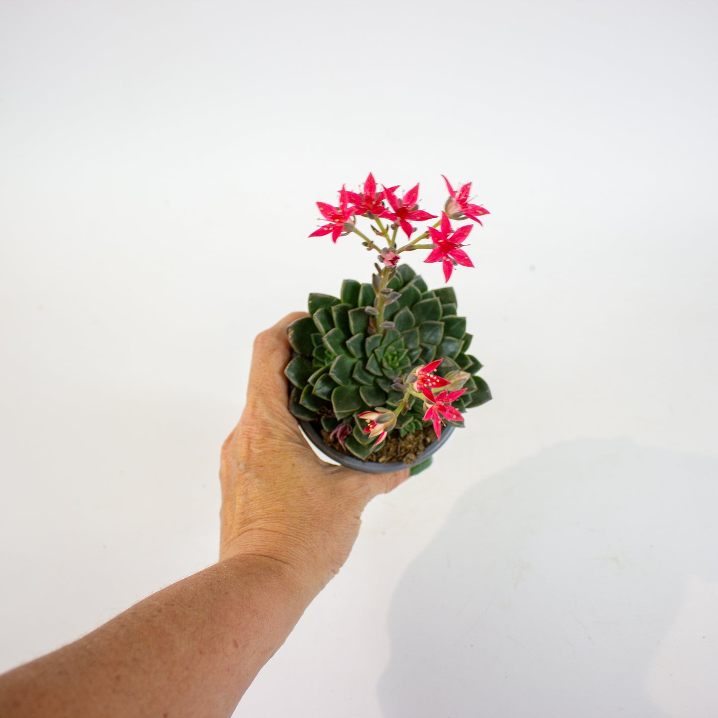 Graptopetalum bellum 9cm H12cm