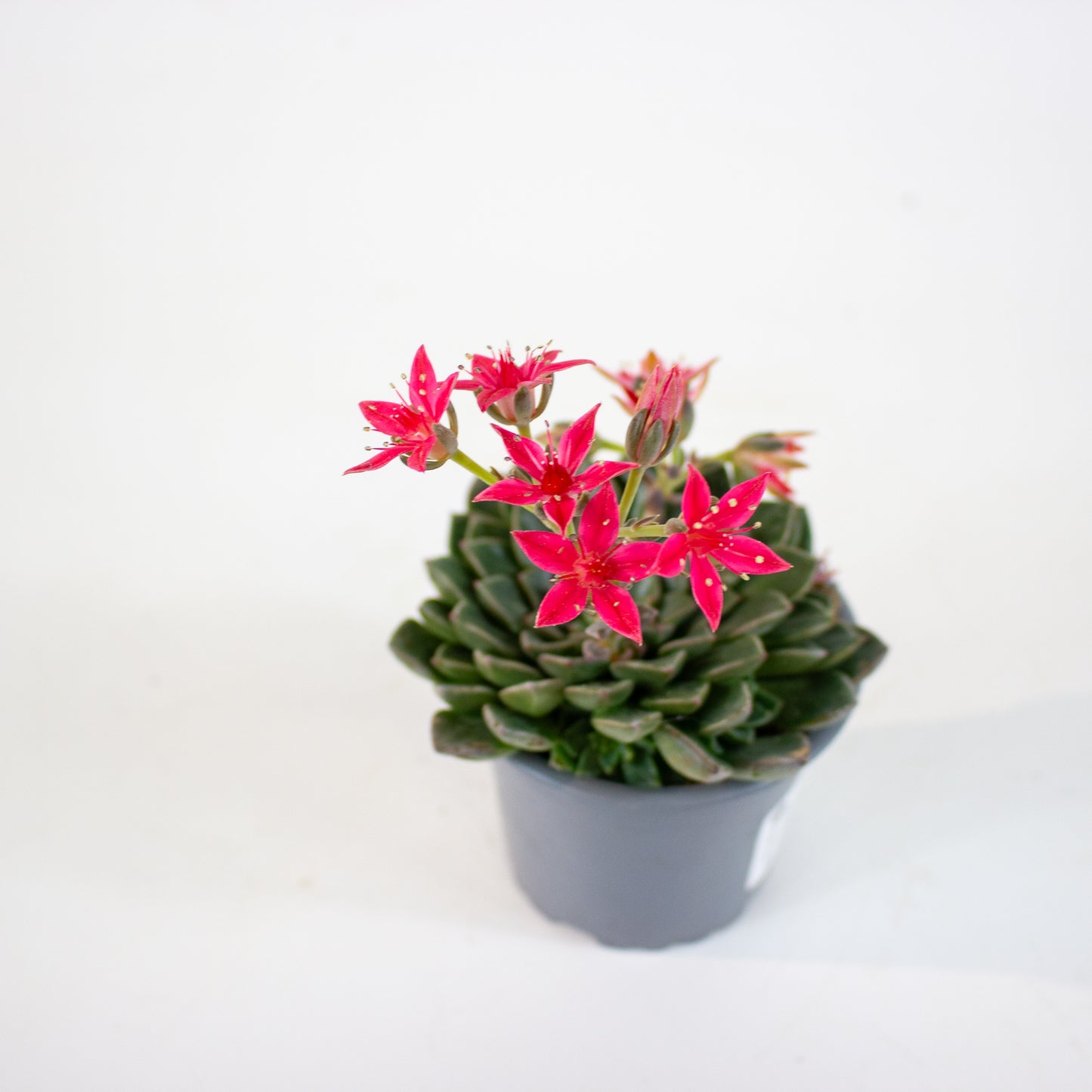 Graptopetalum bellum 9cm H12cm