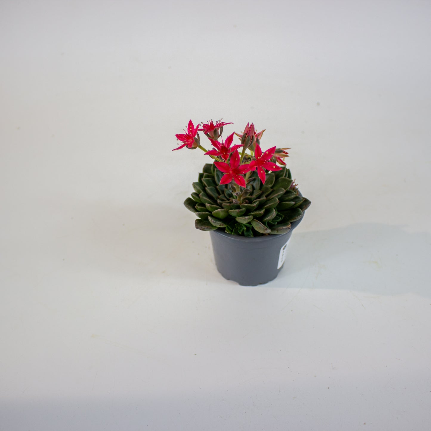 Graptopetalum bellum 9cm H12cm
