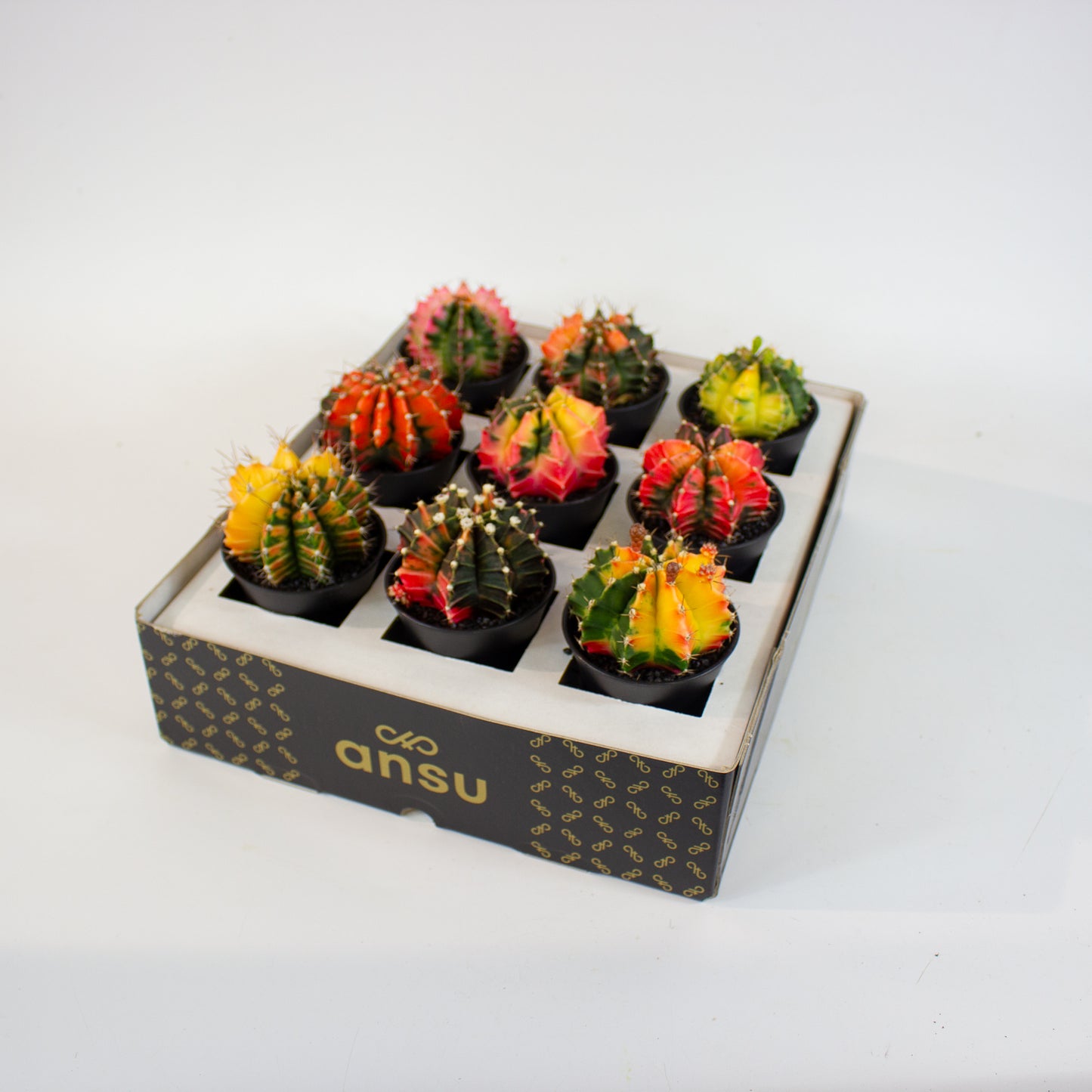 Gymnocalycium japan gem- Choose one from our selection 7.5cm H13cm