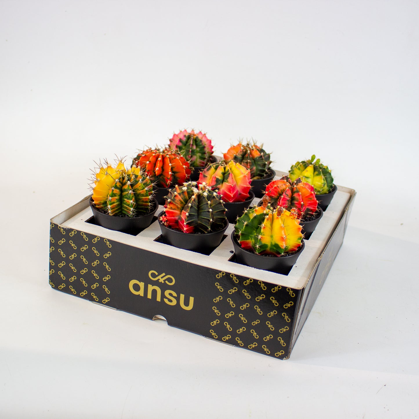 Gymnocalycium japan gem- Choose one from our selection 7.5cm H13cm