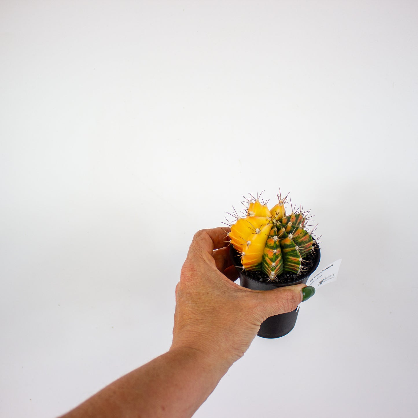 Gymnocalycium japan gem- Choose one from our selection 7.5cm H13cm