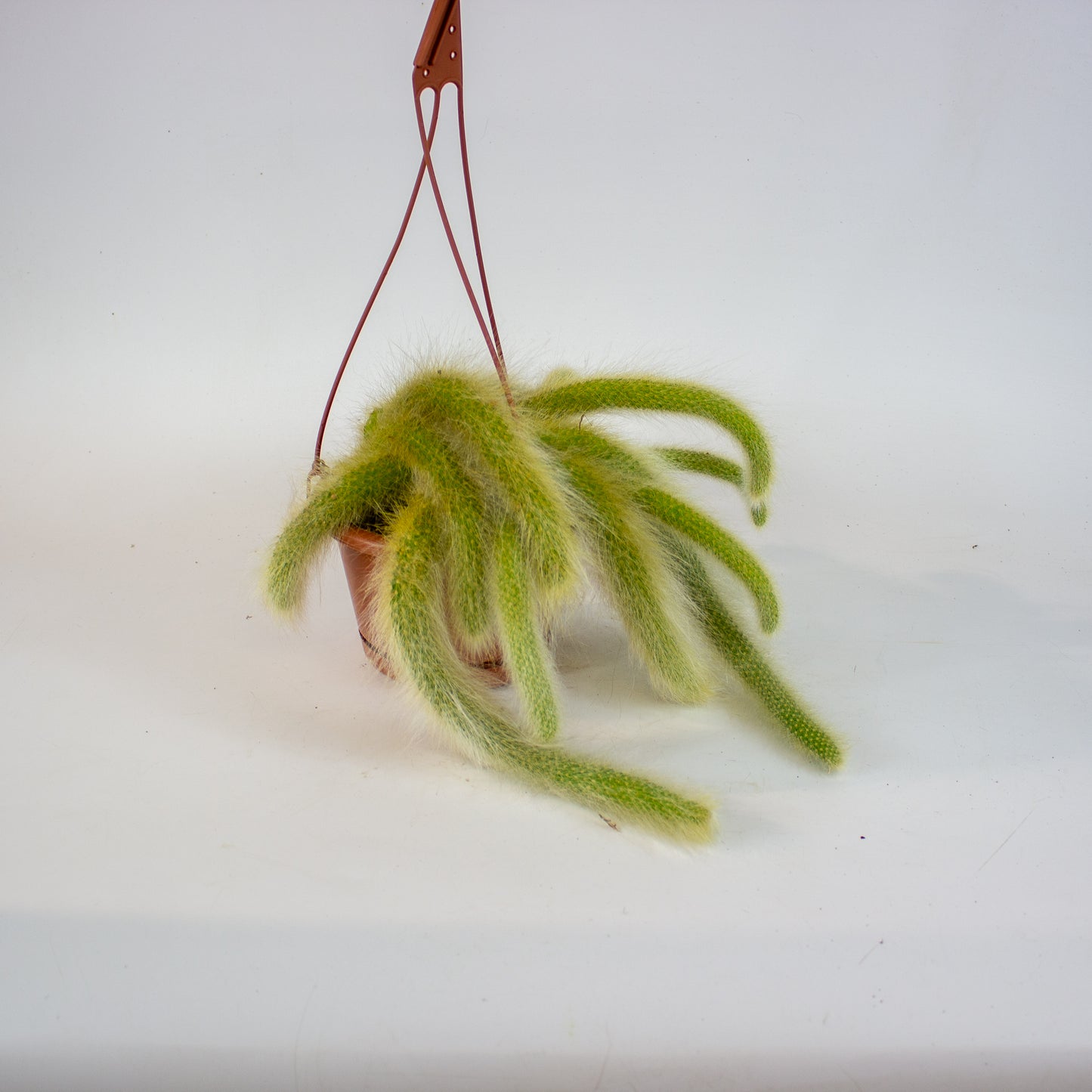 Hildewintera colademononsis 'Monkey Tail' 15cm H15cm