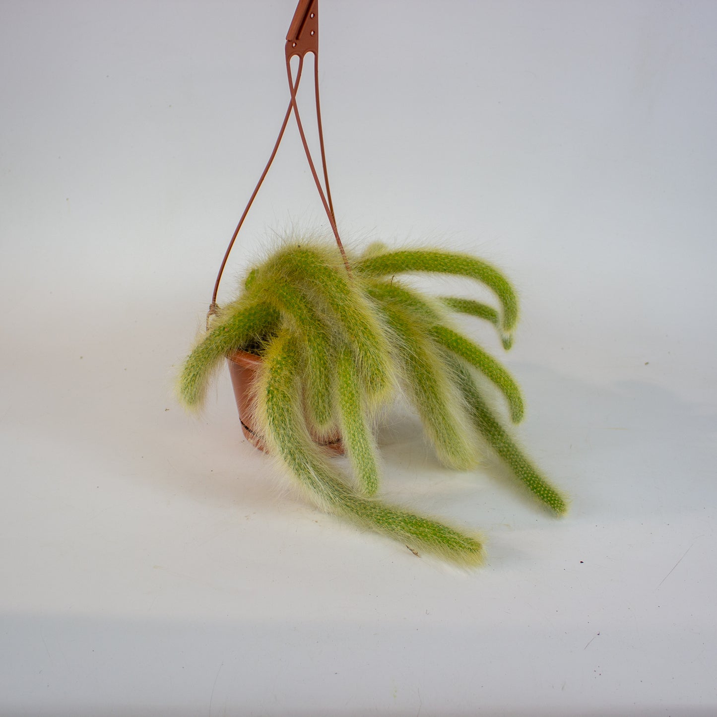 Hildewintera colademononsis 'Monkey Tail' 15cm H15cm