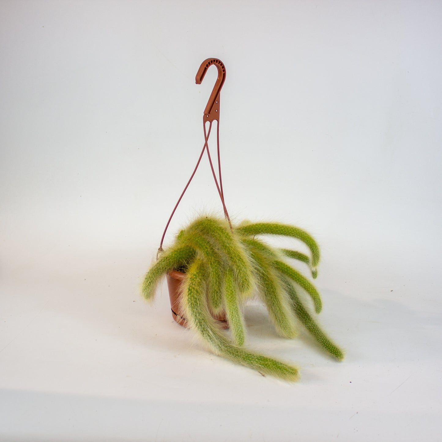 Hildewintera colademononsis 'Monkey Tail' 15cm H15cm