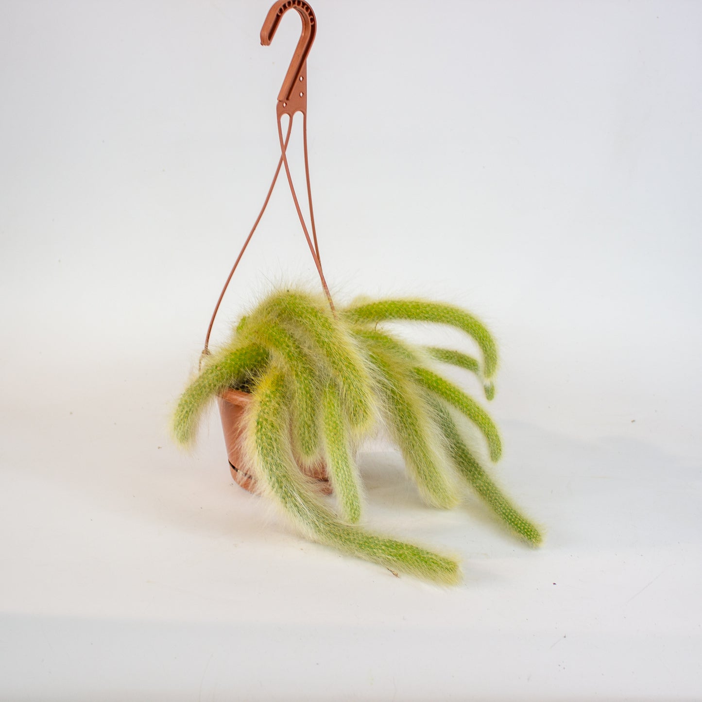 Hildewintera colademononsis 'Monkey Tail' 15cm H15cm
