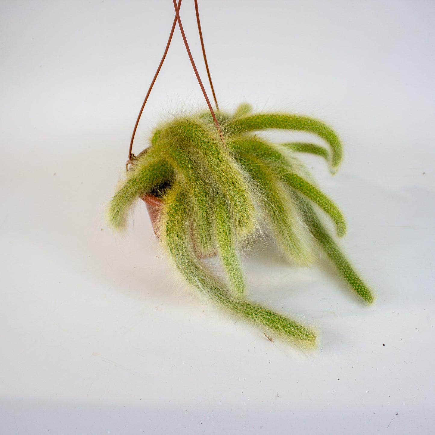 Hildewintera colademononsis 'Monkey Tail' 15cm H15cm