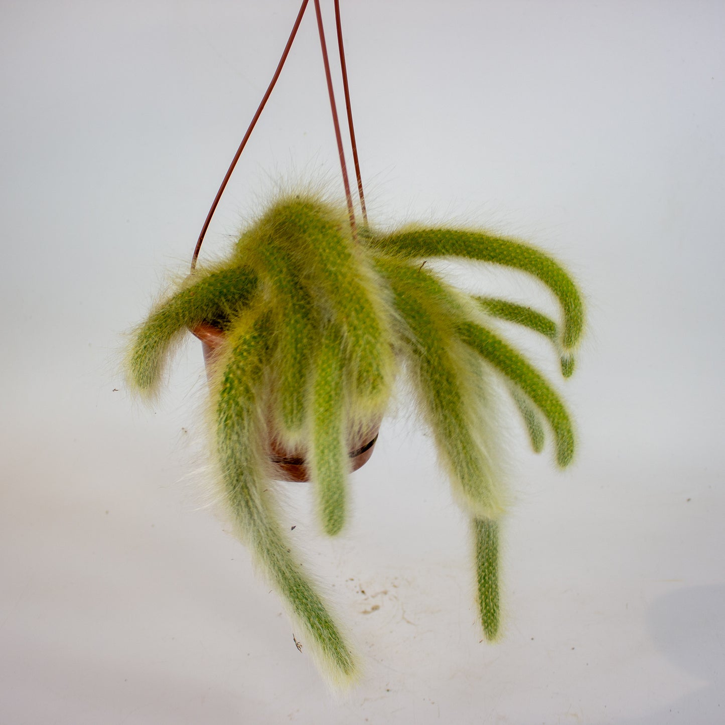 Hildewintera colademononsis 'Monkey Tail' 15cm H15cm