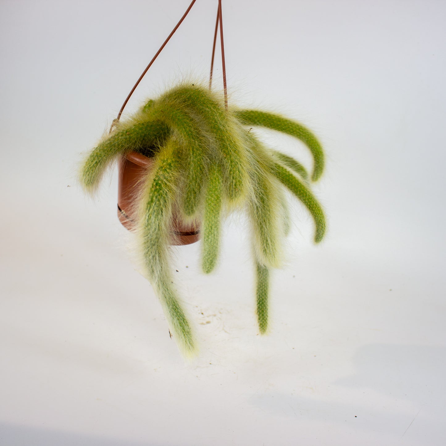 Hildewintera colademononsis 'Monkey Tail' 15cm H15cm