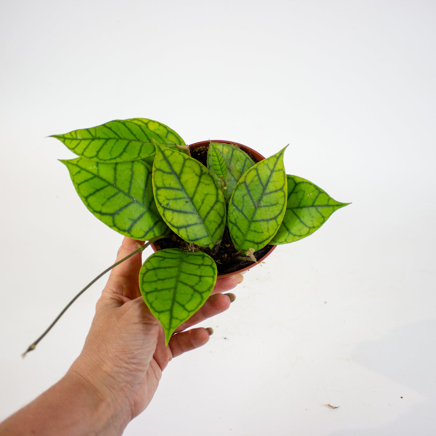 Hoya callistophylla 'KAL 16'  12cm H10cm