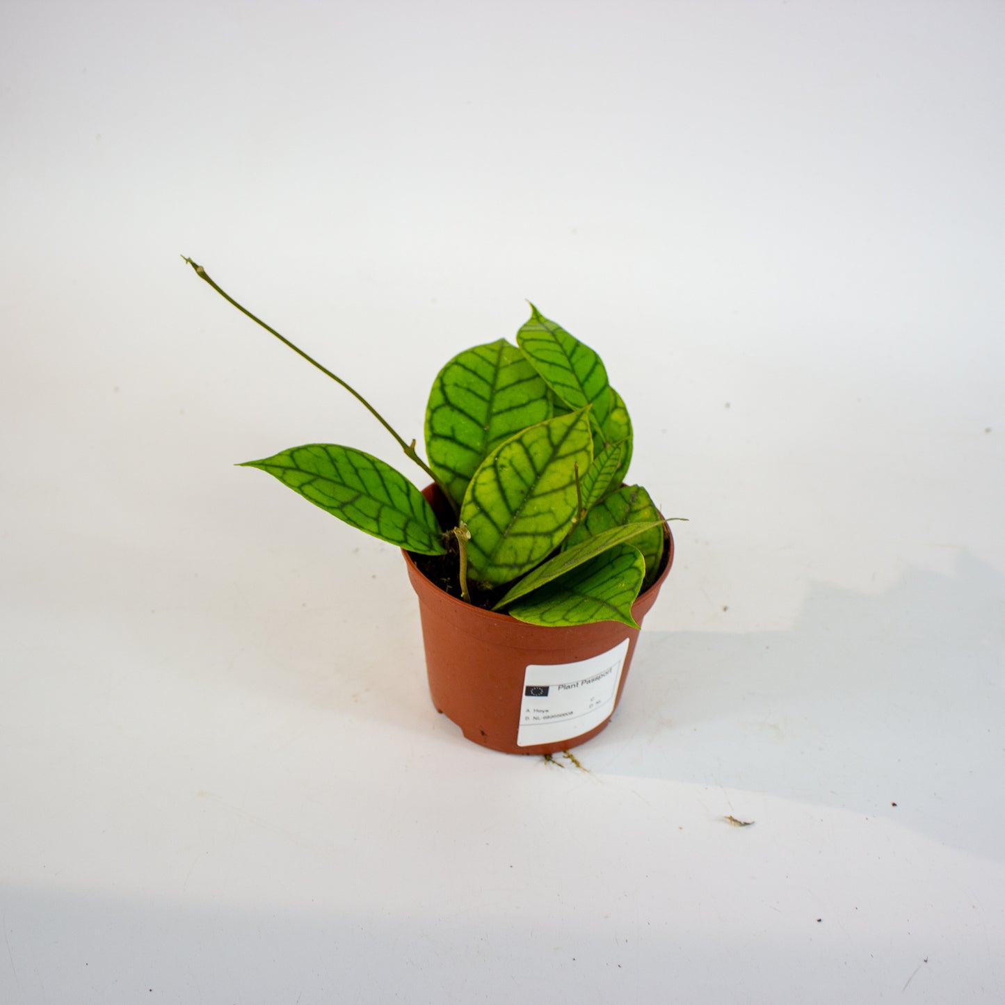 Hoya callistophylla 'KAL 16'  12cm H10cm