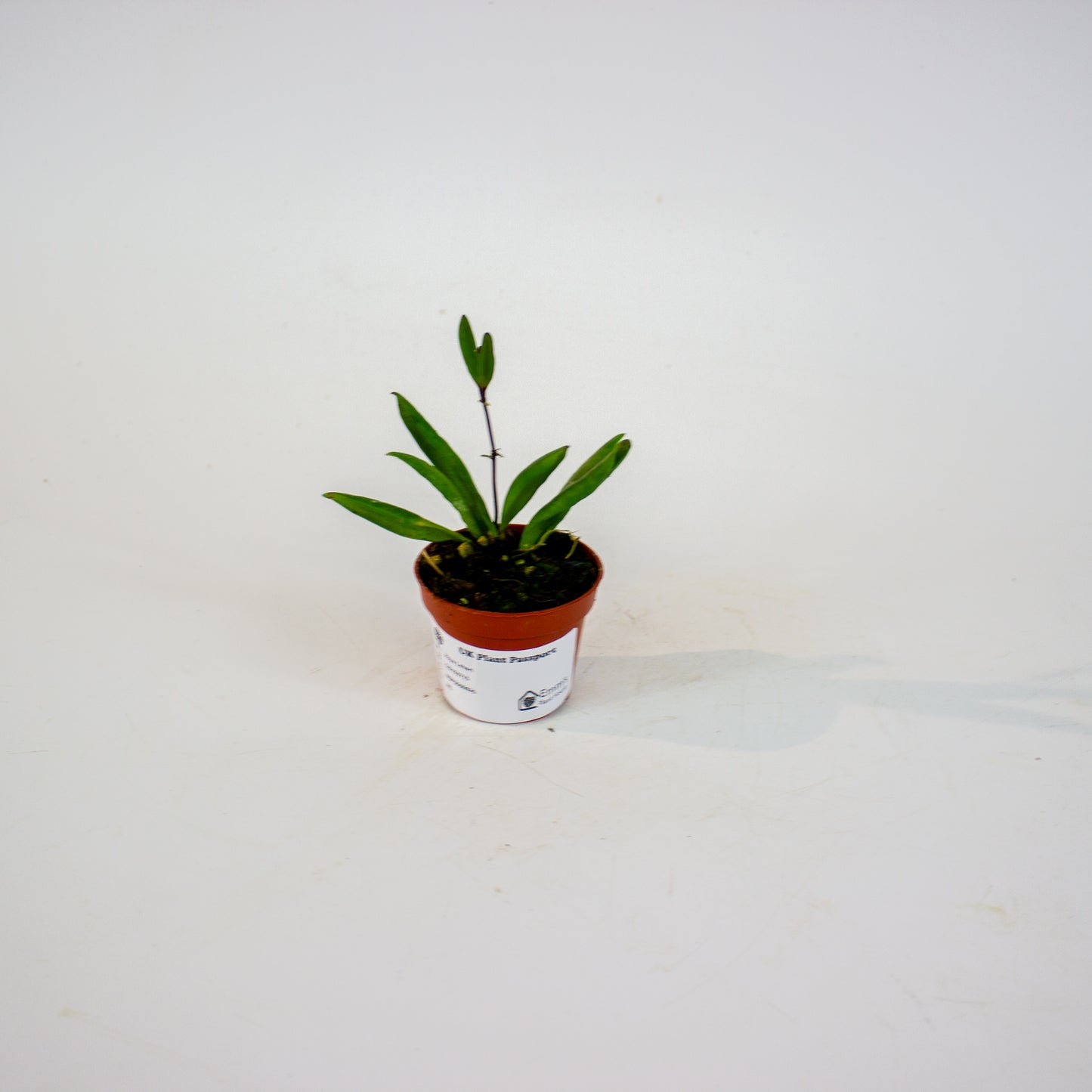 Hoya Loheri 6cm H8cm