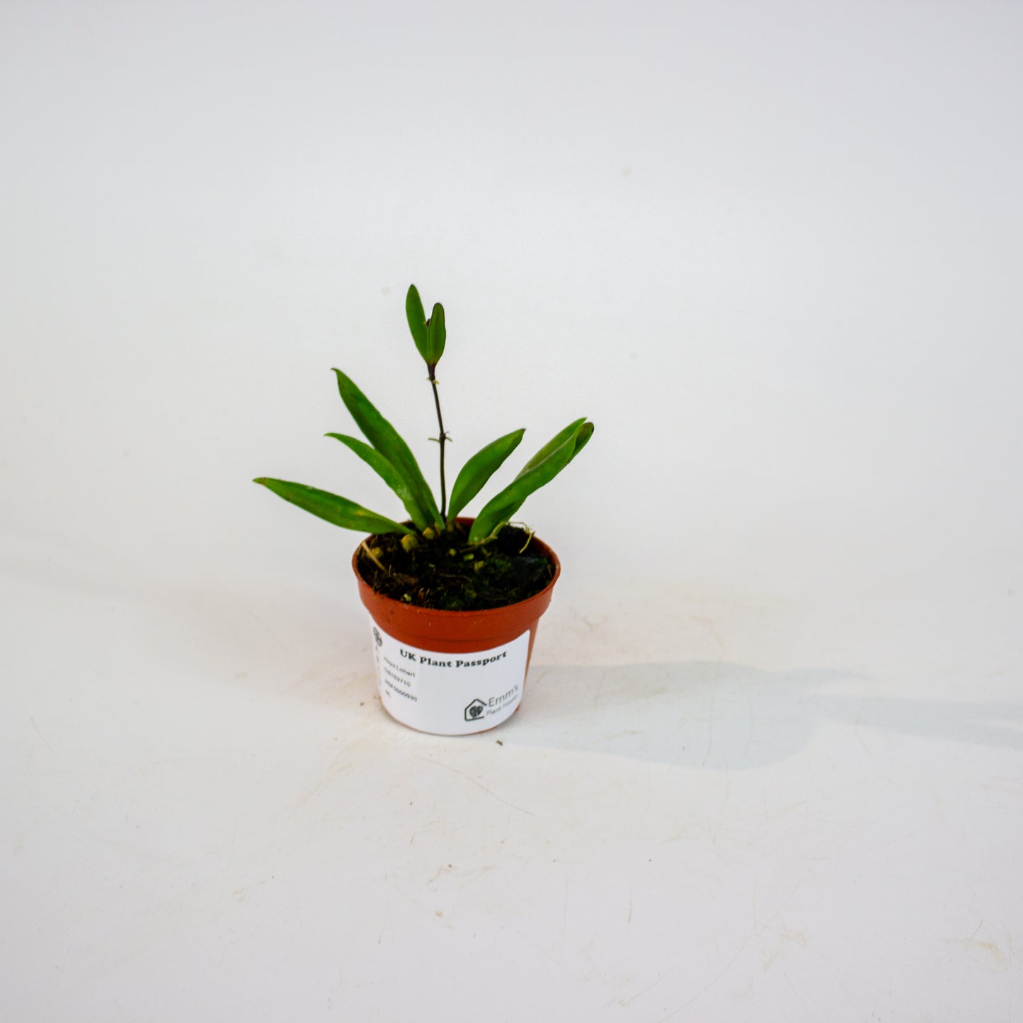 Hoya Loheri 6cm H8cm