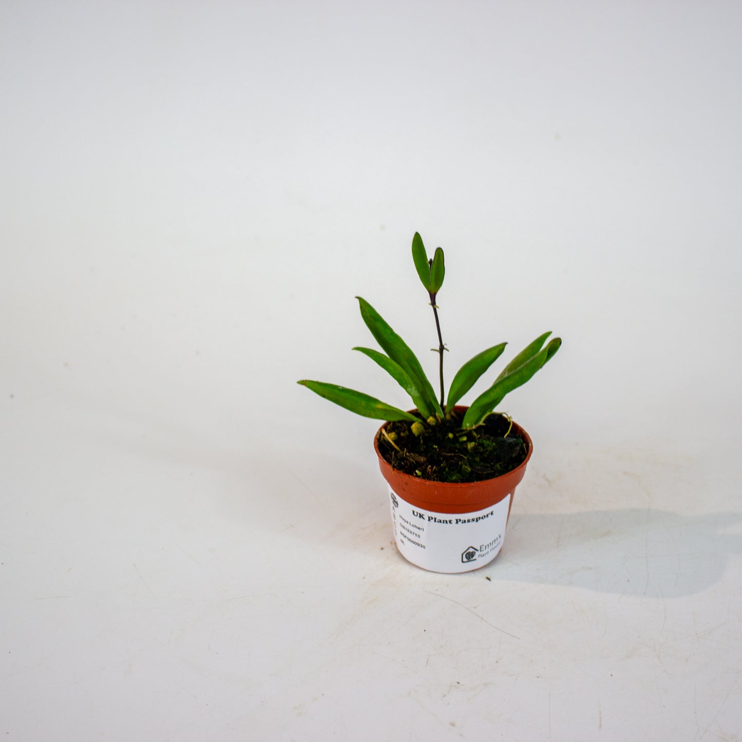 Hoya Loheri 6cm H8cm