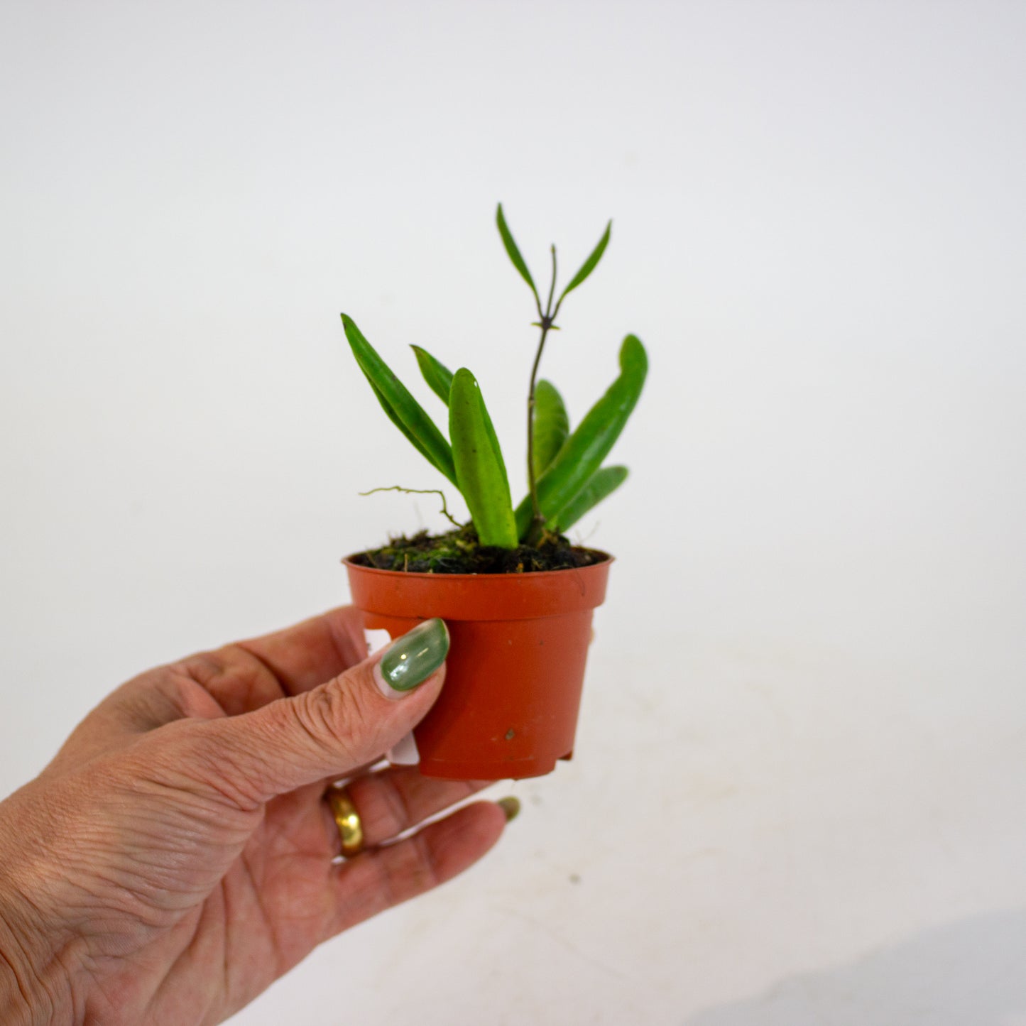 Hoya Loheri 6cm H8cm