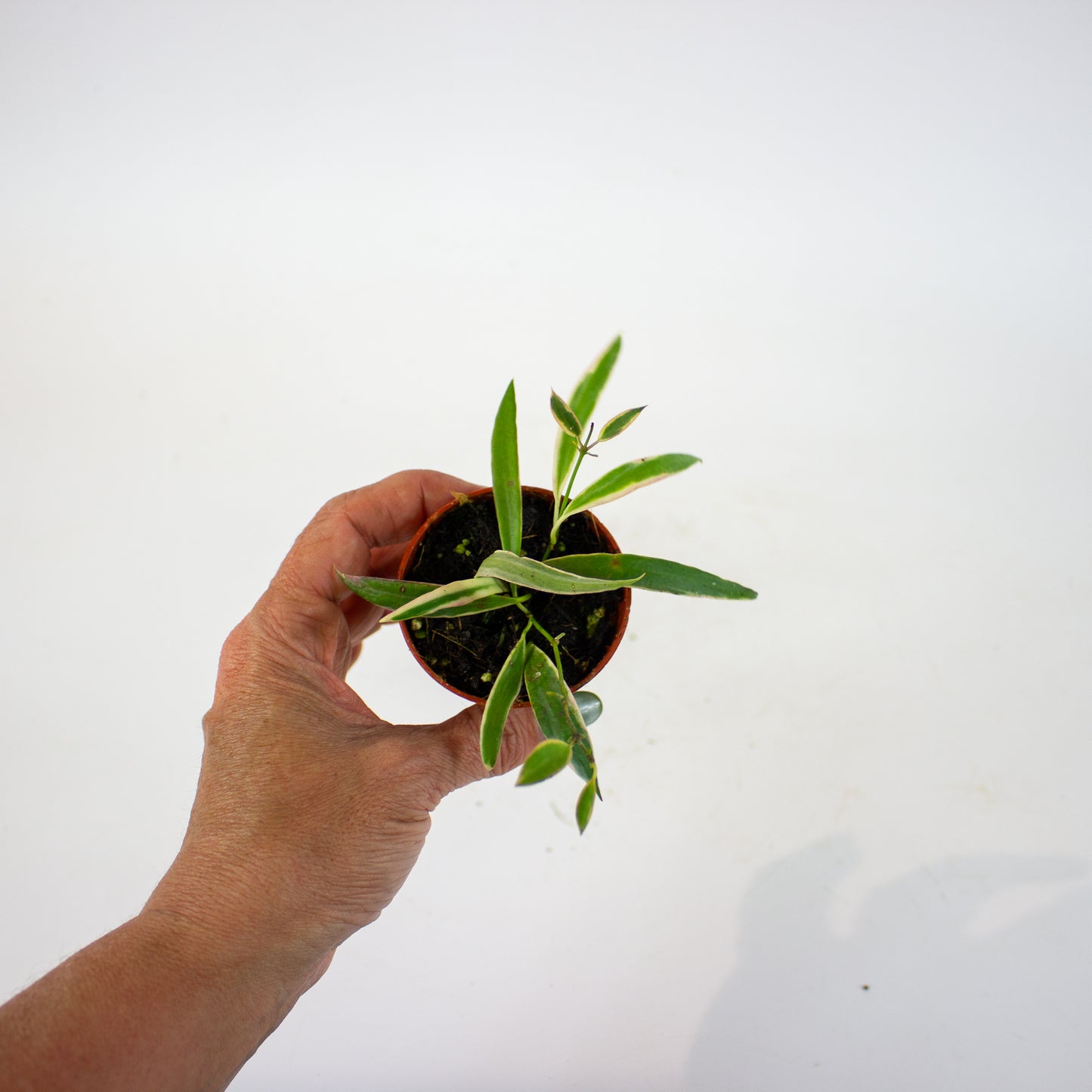 Hoya Tsangii Albomarginata 6cm H8cm