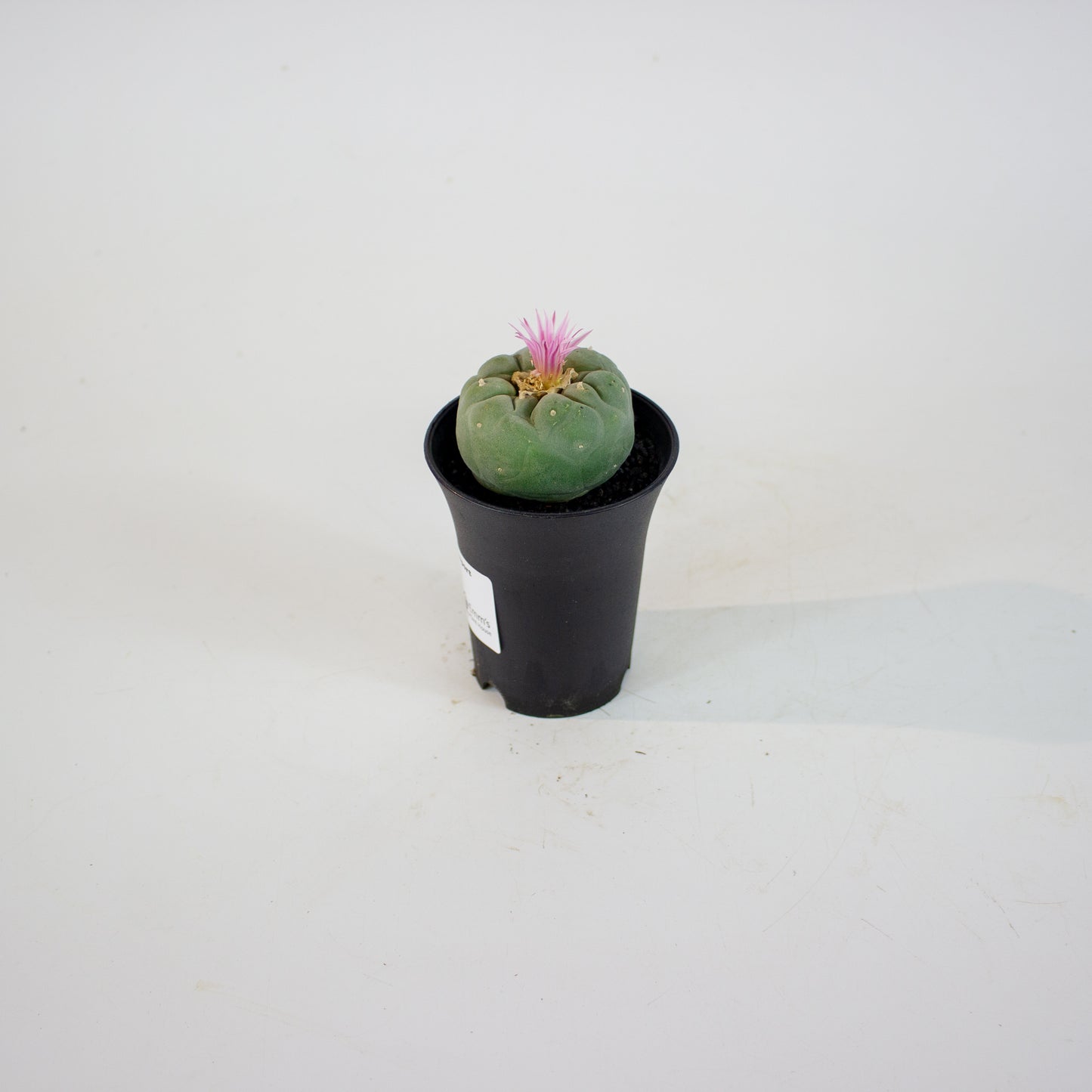 Lophophora Fricci 7.5cm H12cm