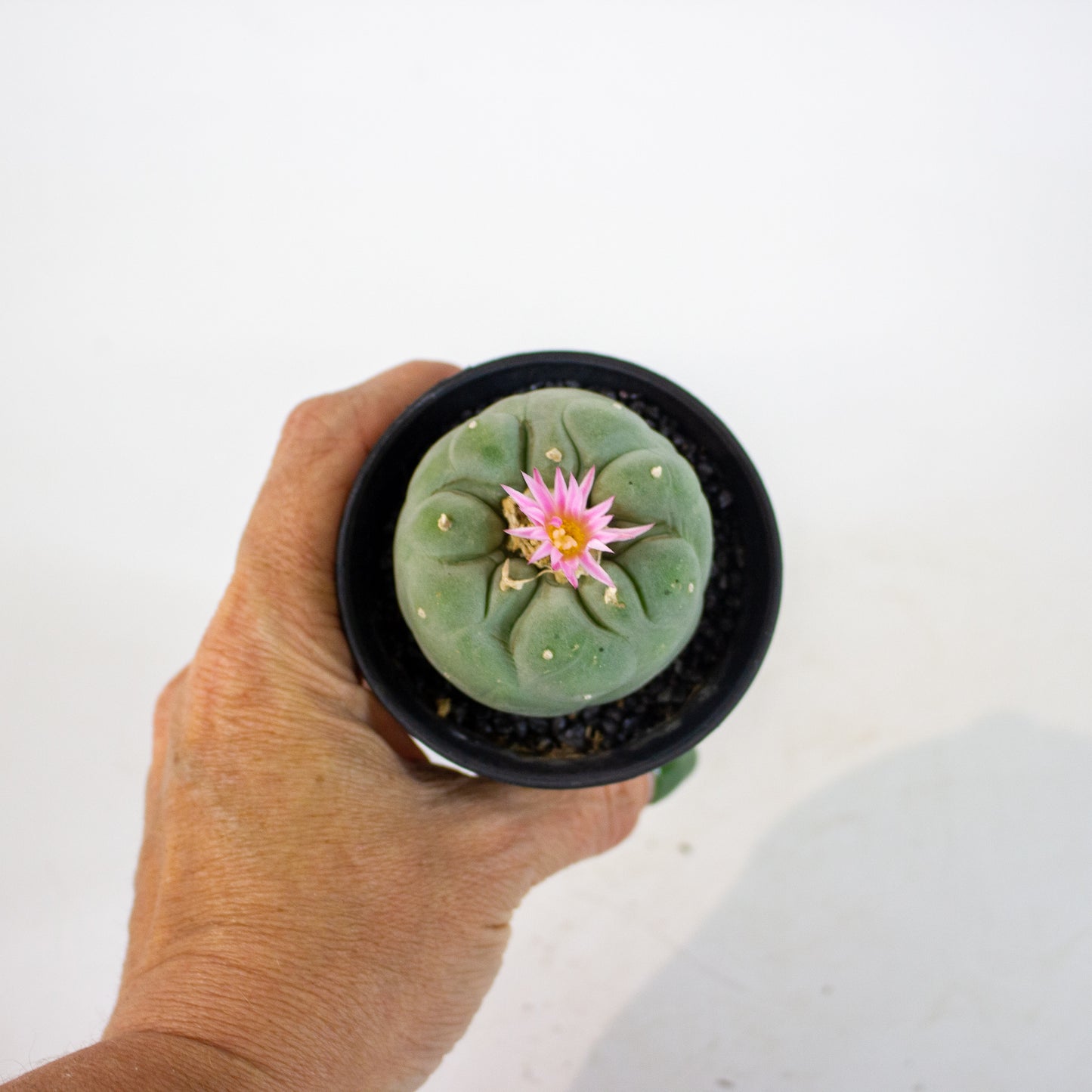 Lophophora Fricci 7.5cm H12cm