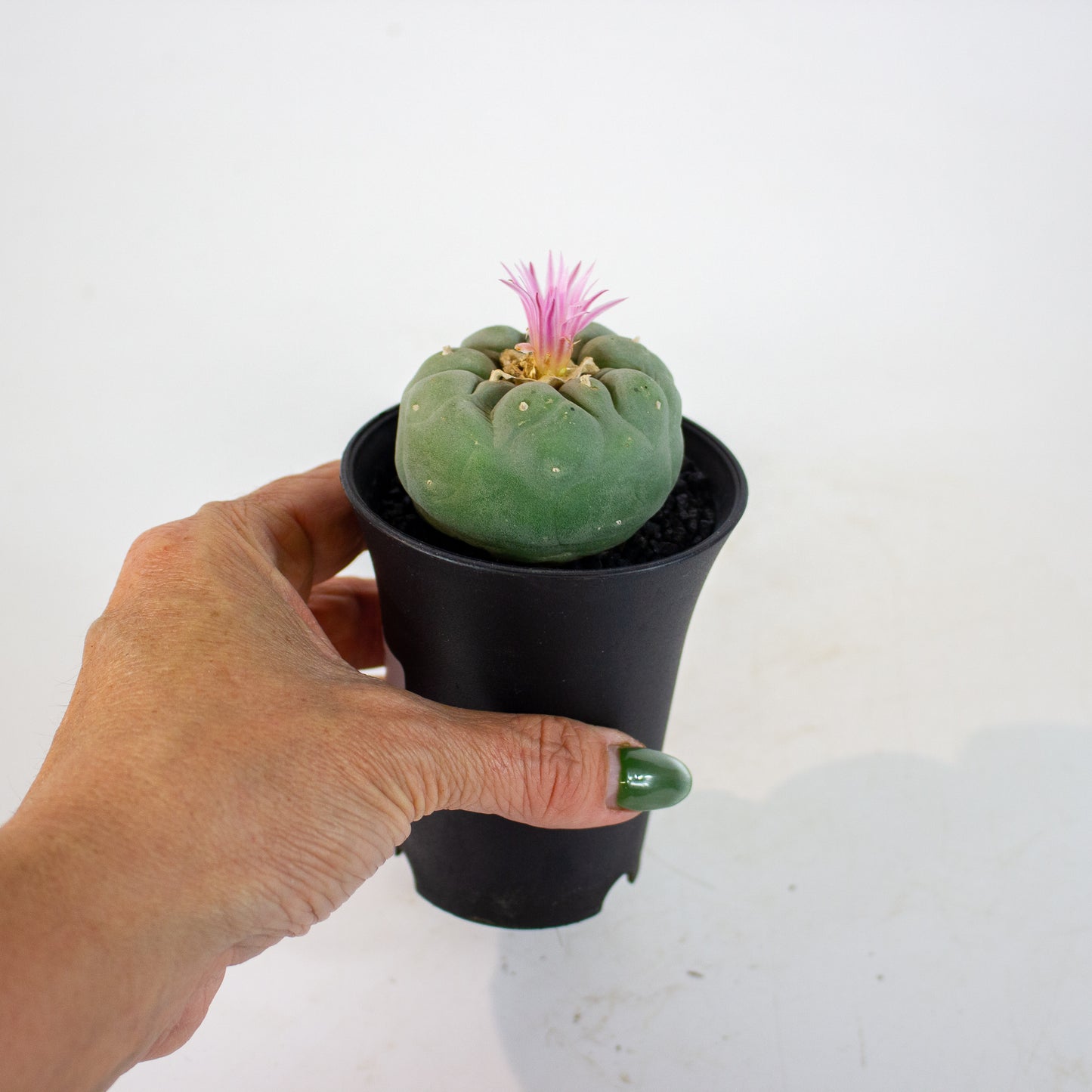 Lophophora Fricci 7.5cm H12cm
