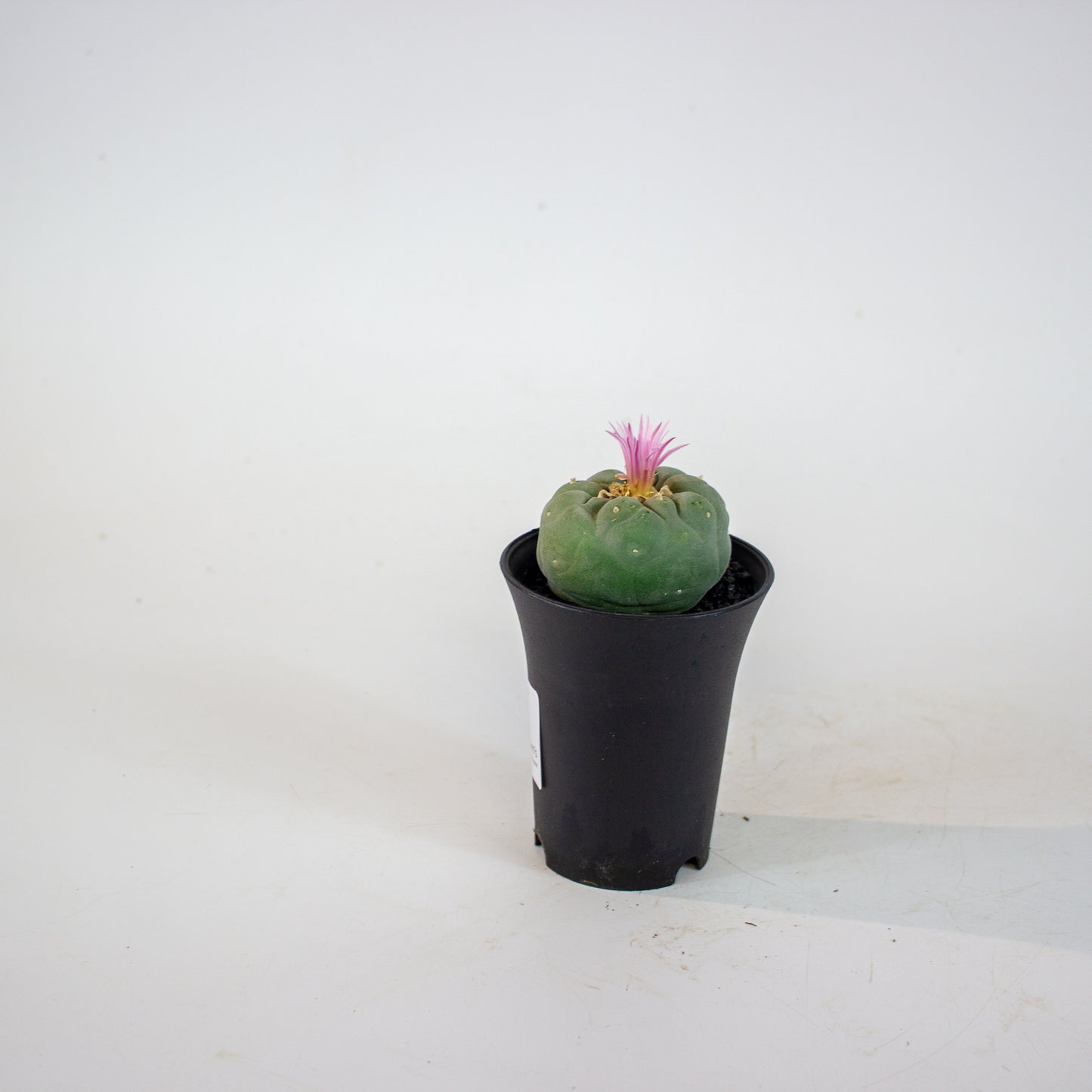 Lophophora Fricci 7.5cm H12cm