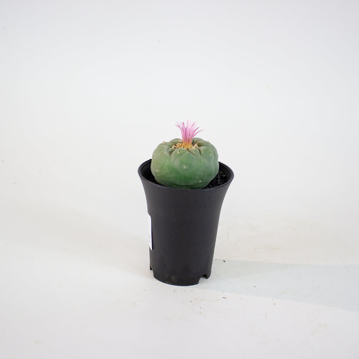 Lophophora Fricci 7.5cm H12cm