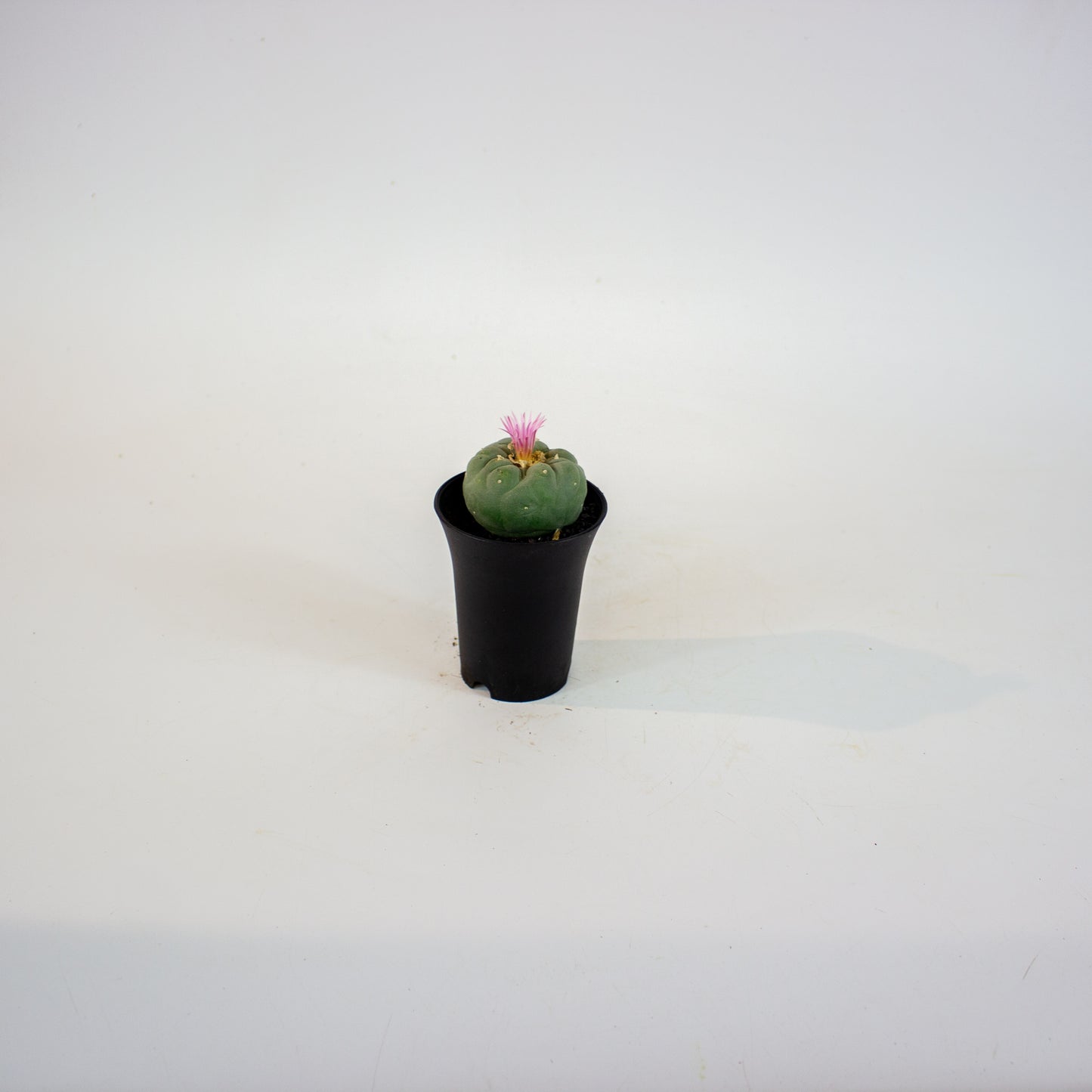 Lophophora Fricci 7.5cm H12cm