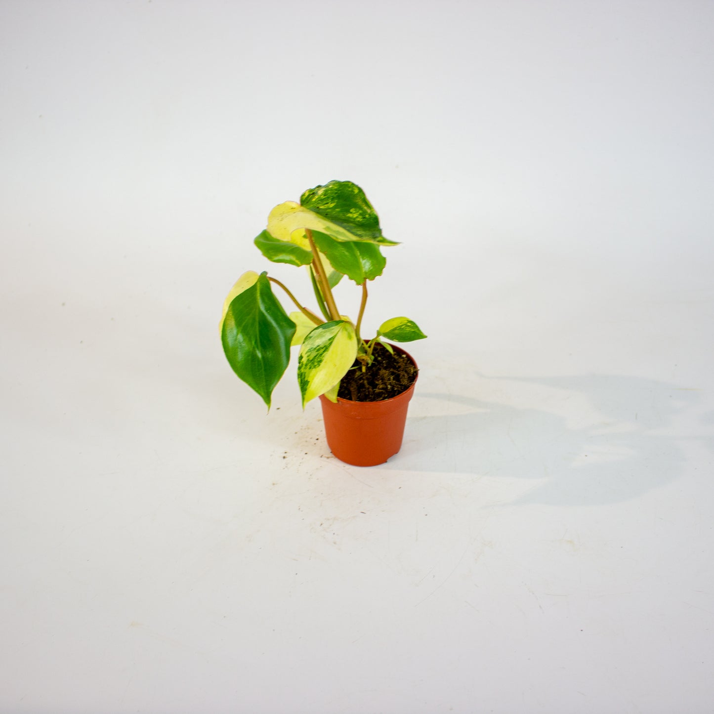 Philodendron Burle Marx Variegata 7cm H15cm