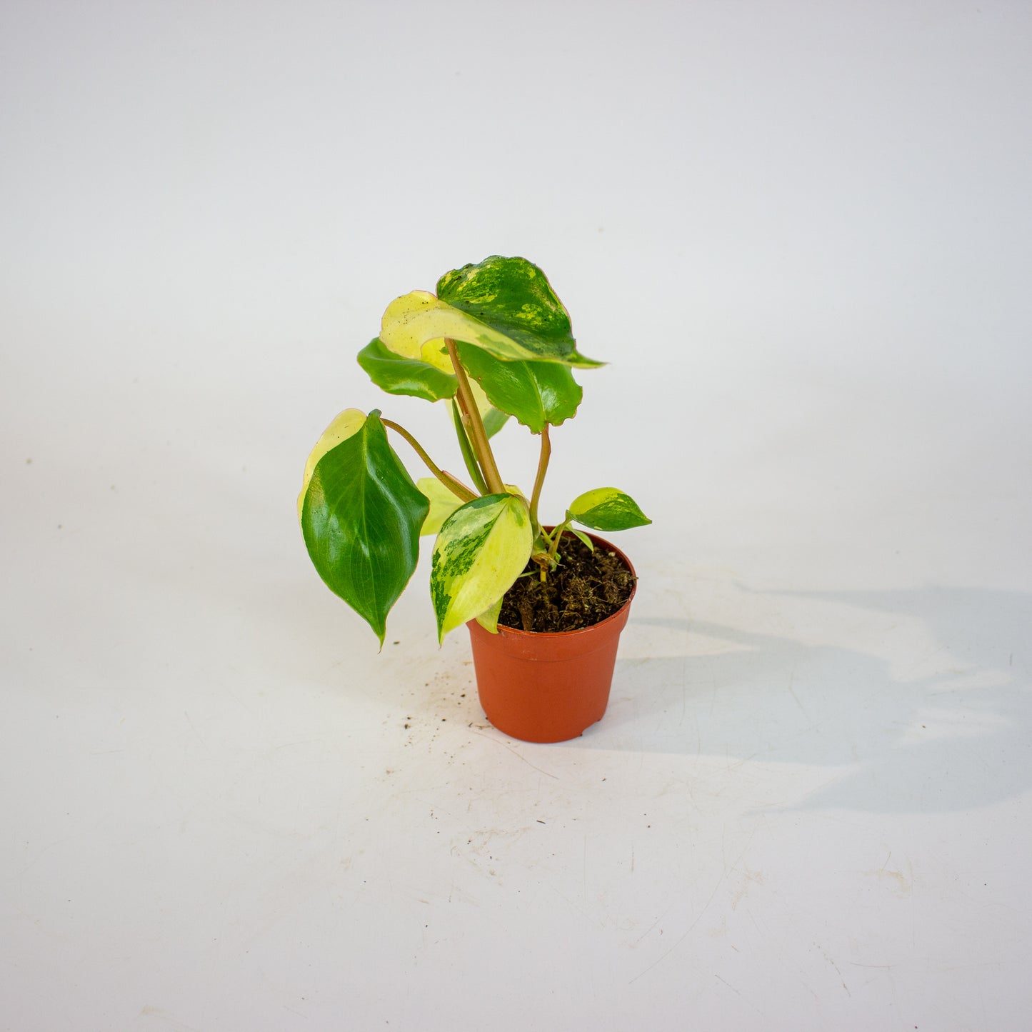 Philodendron Burle Marx Variegata 7cm H15cm