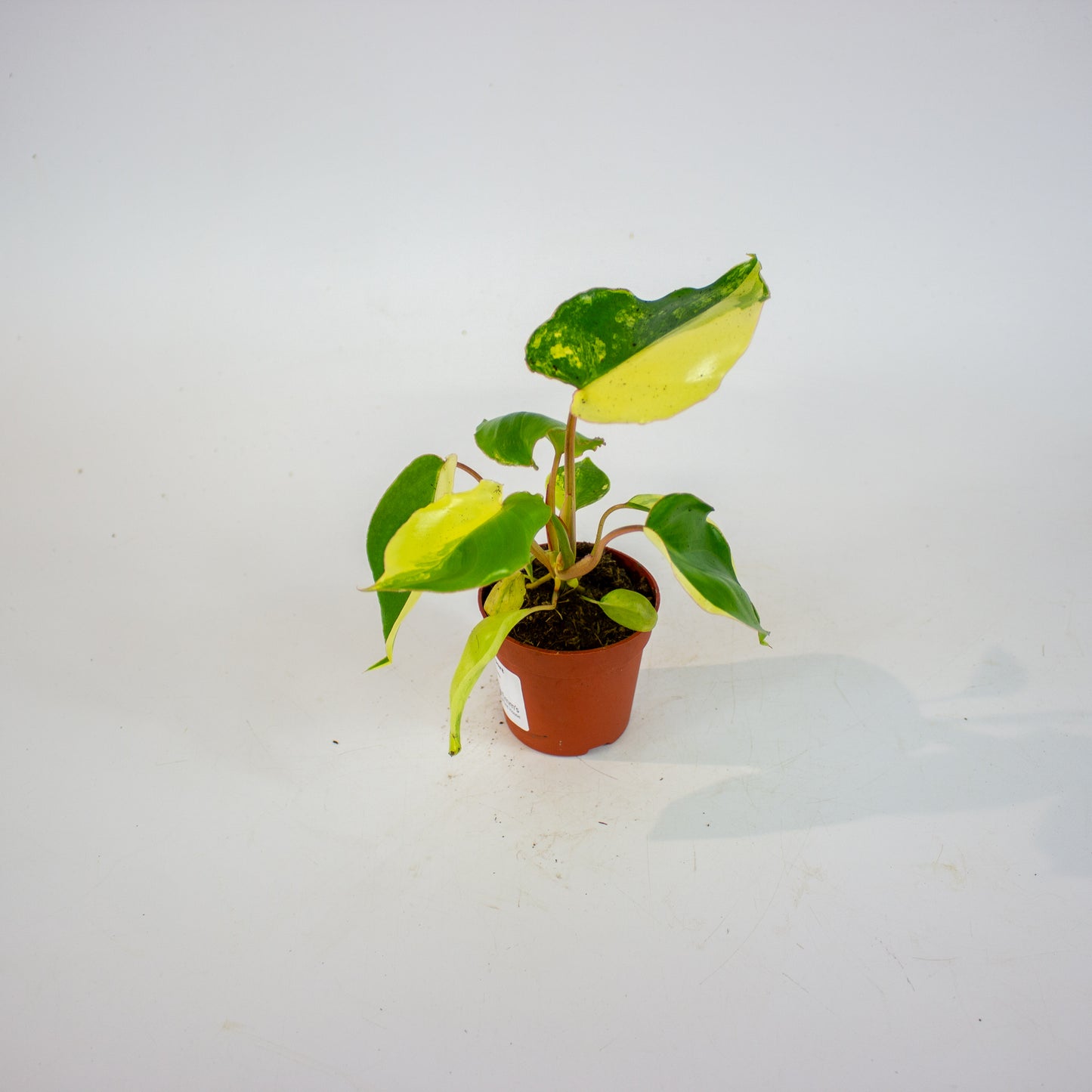 Philodendron Burle Marx Variegata 7cm H15cm