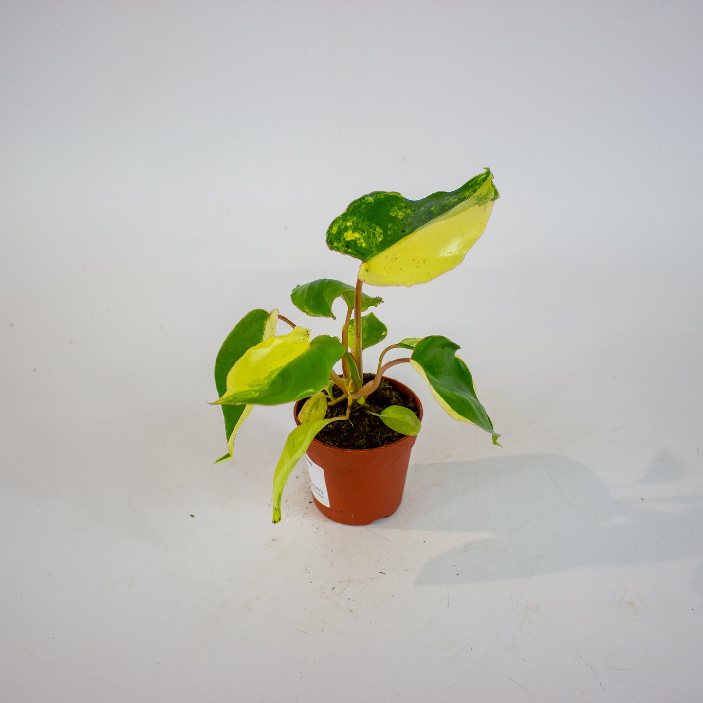 Philodendron Burle Marx Variegata 7cm H15cm