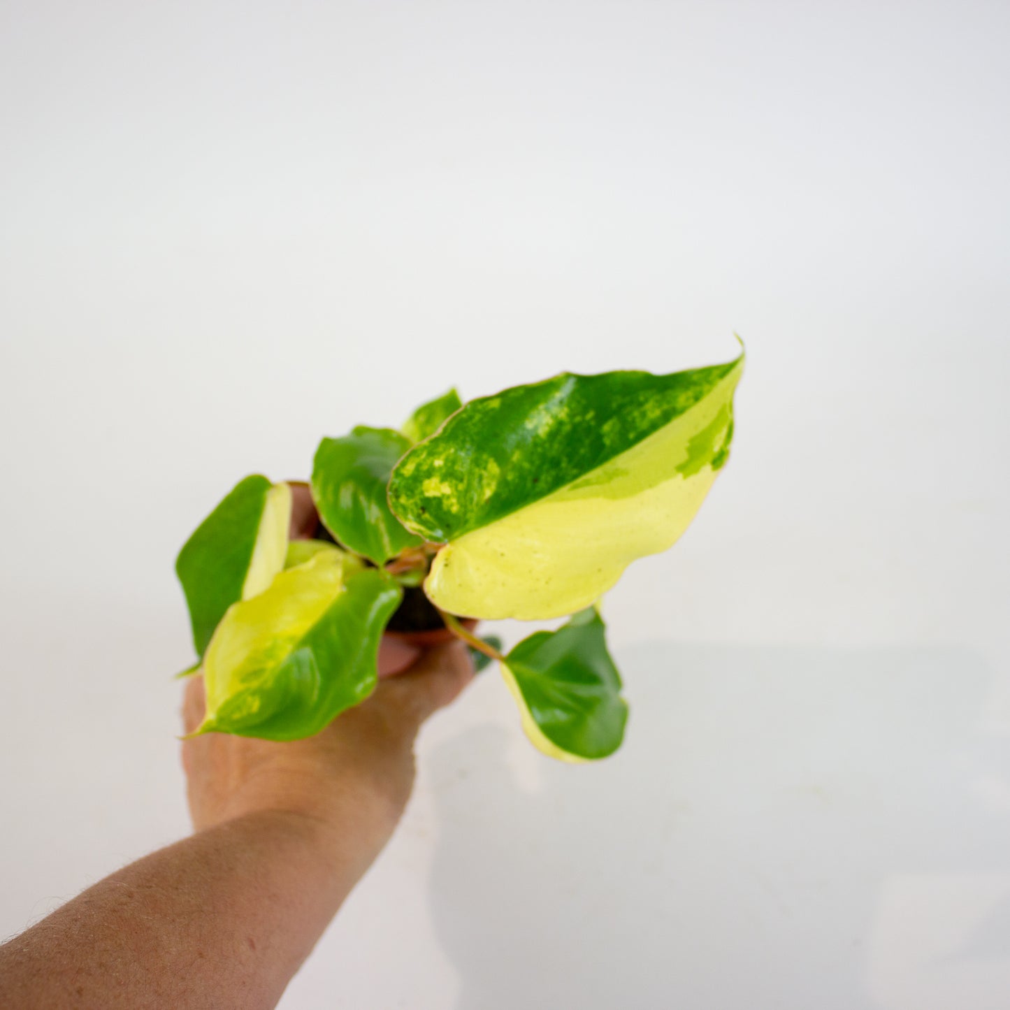 Philodendron Burle Marx Variegata 7cm H15cm