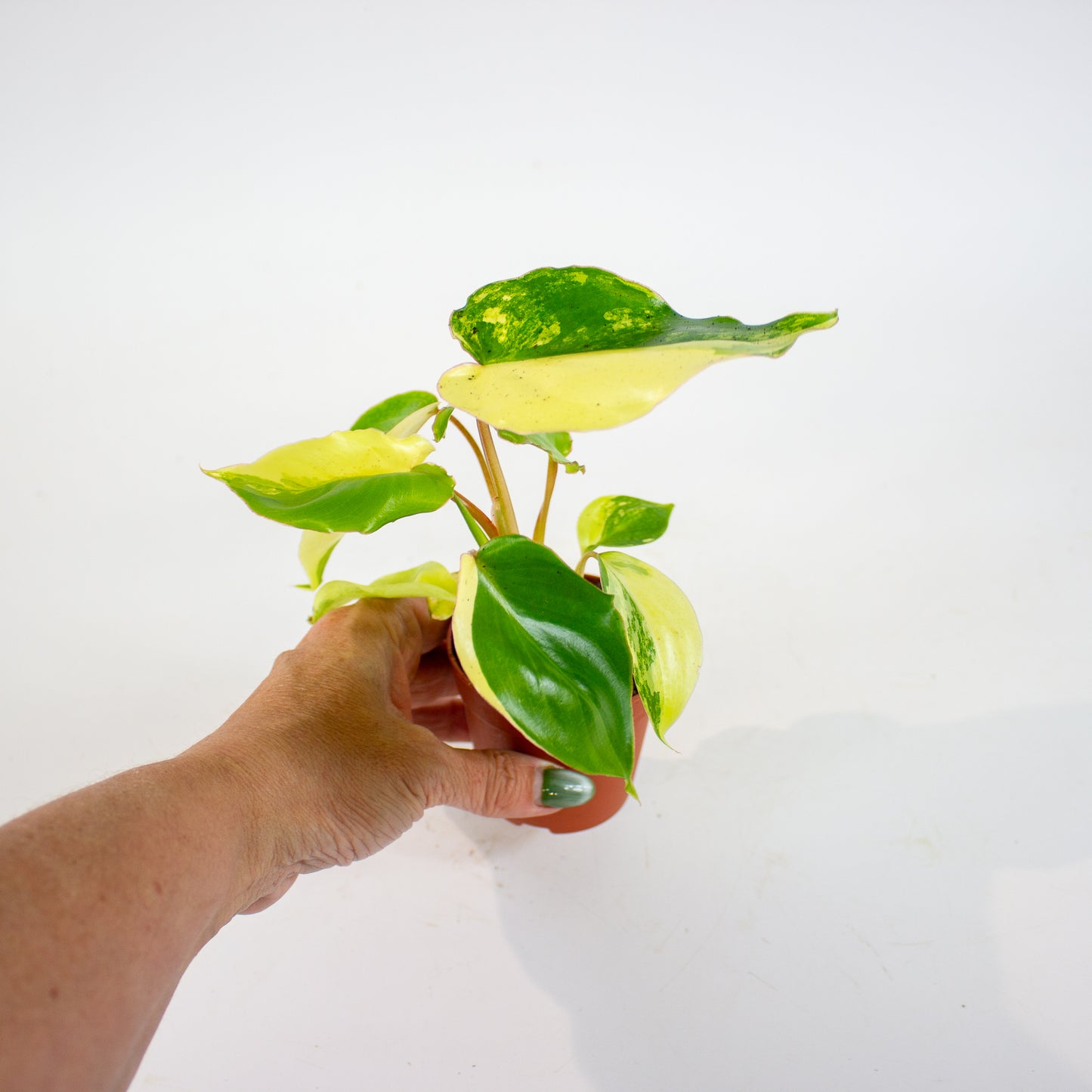 Philodendron Burle Marx Variegata 7cm H15cm