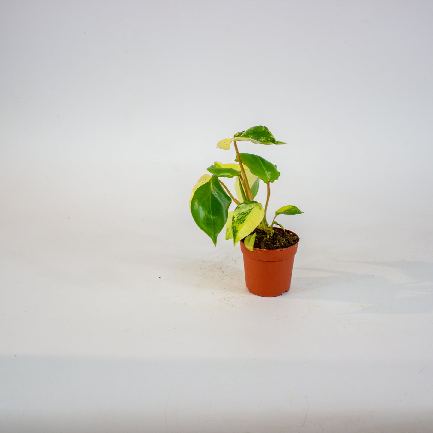 Philodendron Burle Marx Variegata 7cm H15cm