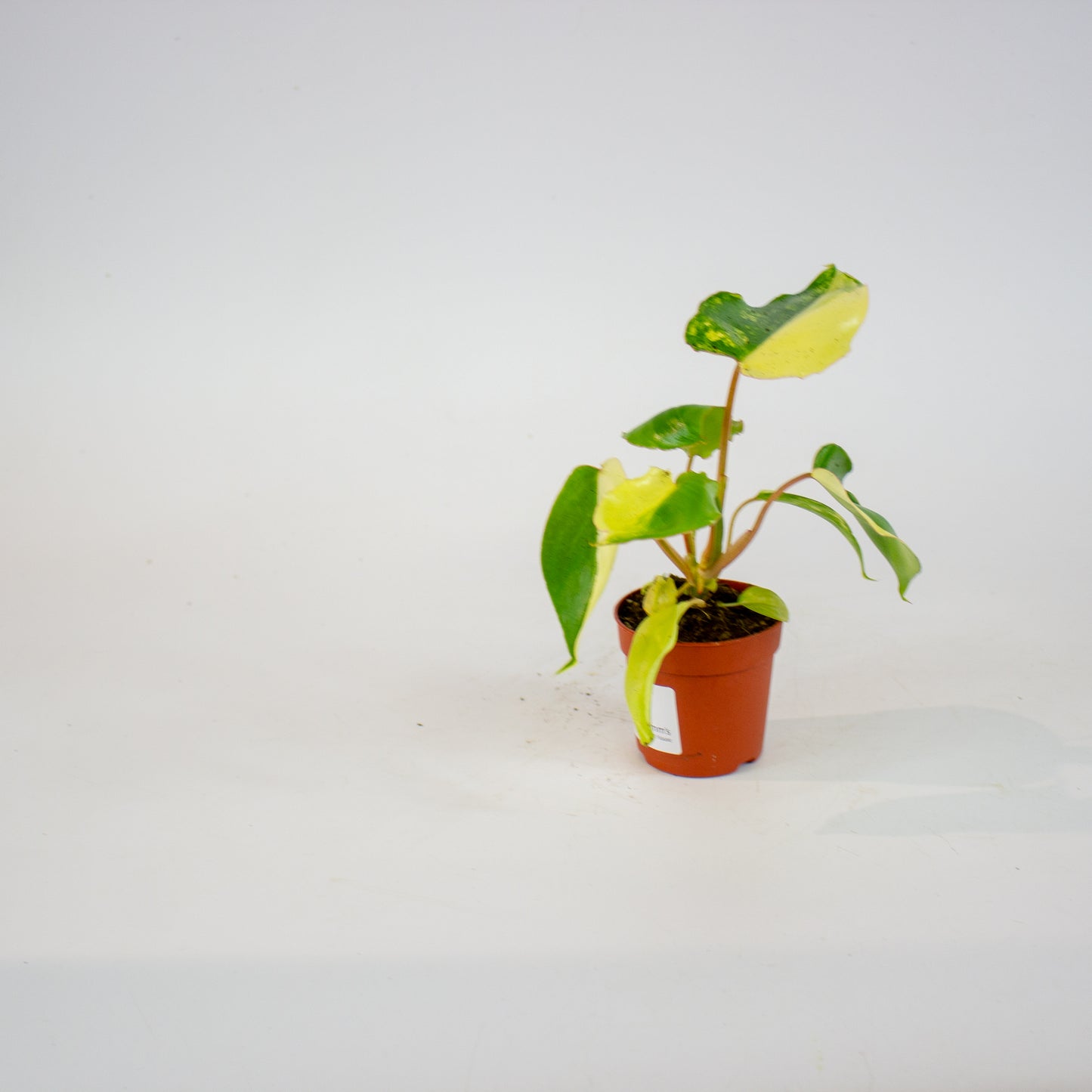 Philodendron Burle Marx Variegata 7cm H15cm