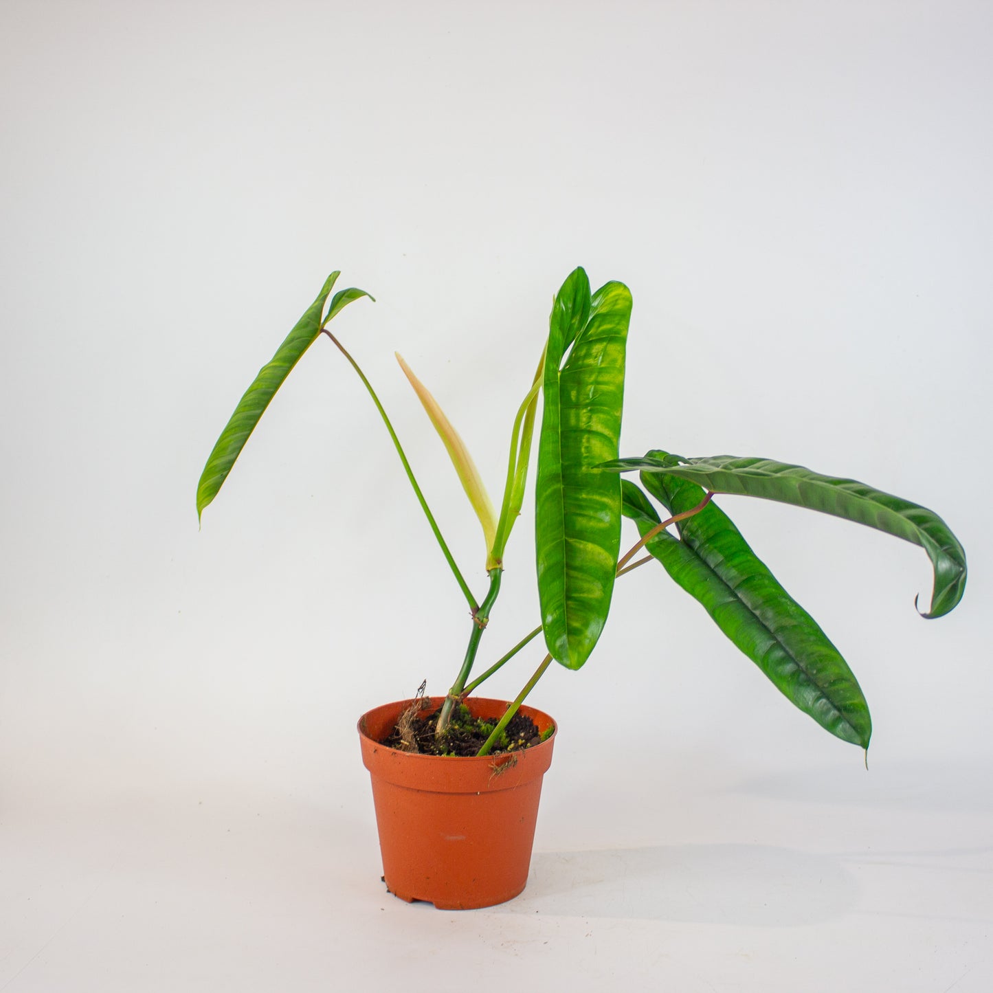 Philodendron Felix 14cm H40cm