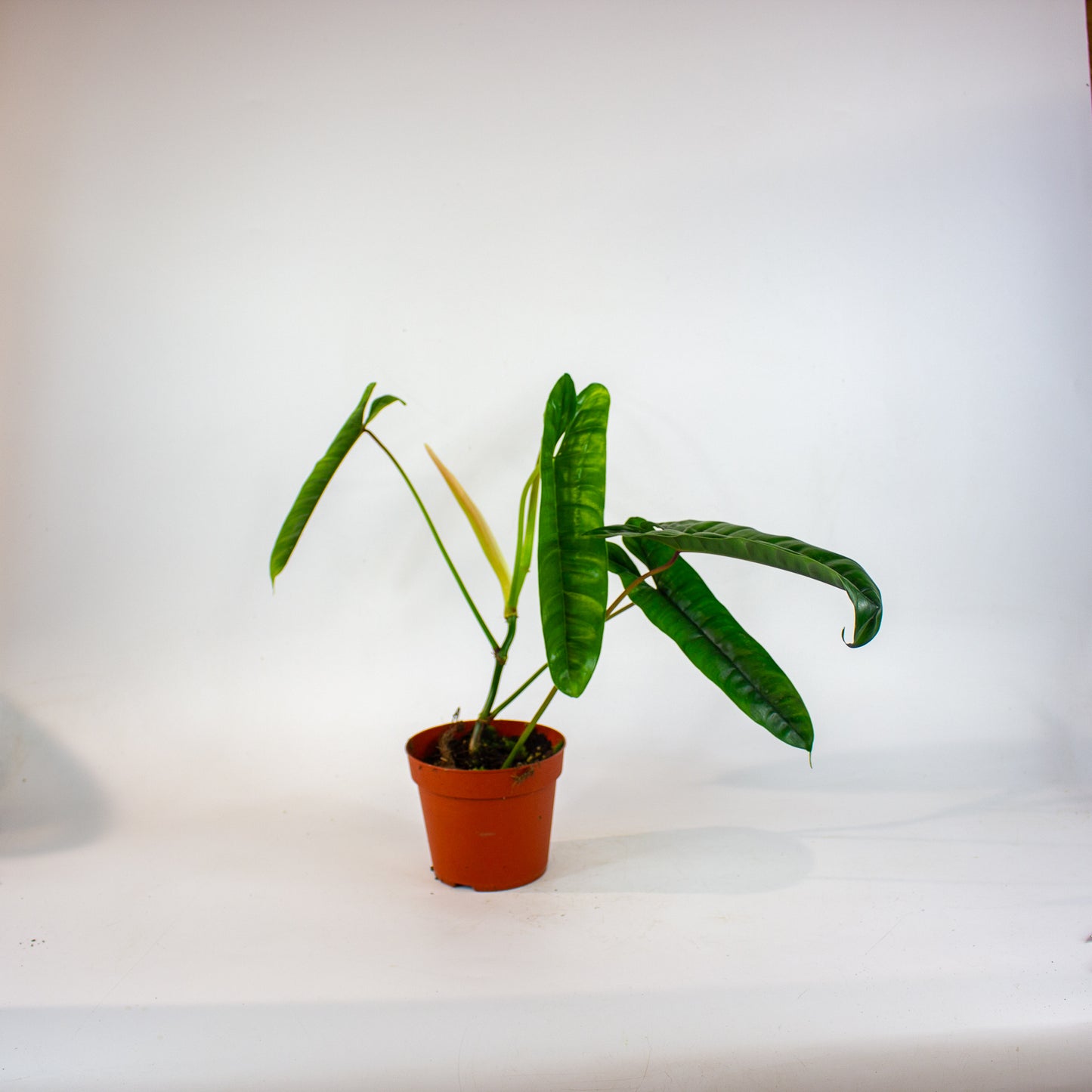 Philodendron Felix 14cm H40cm