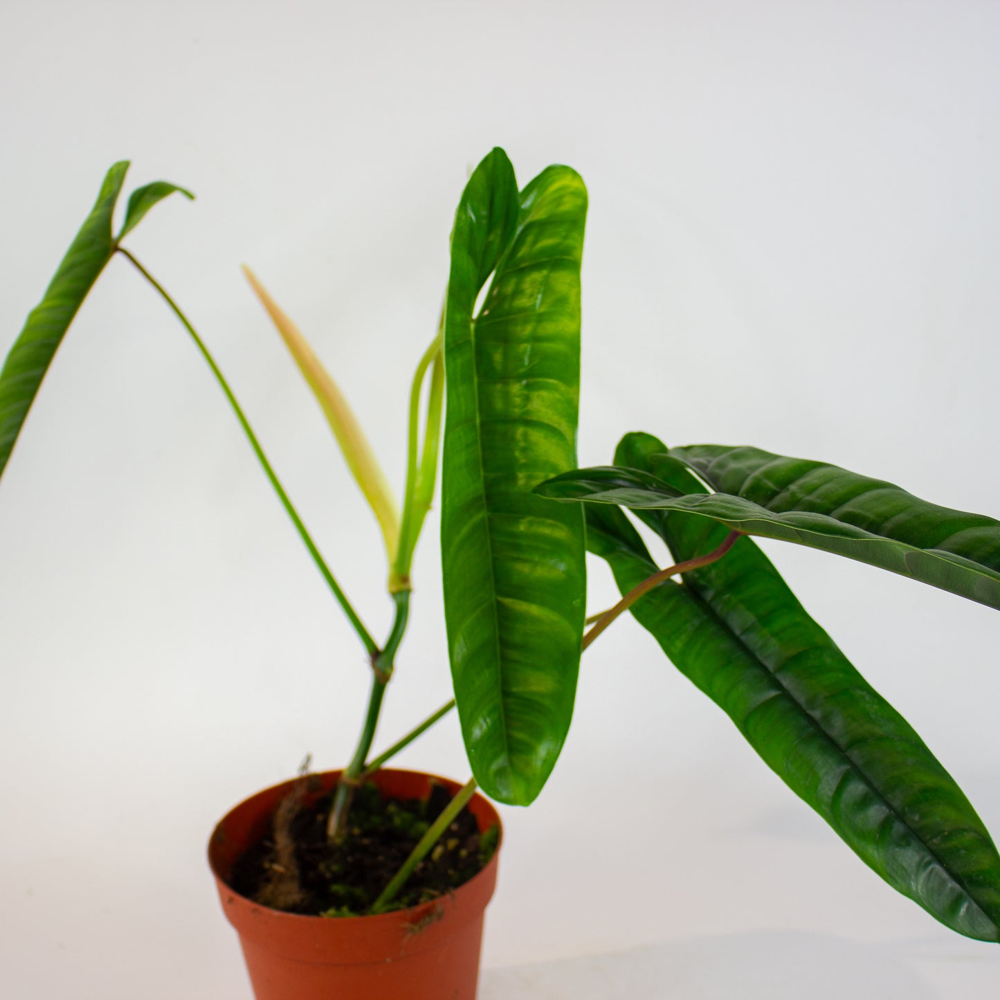 Philodendron Felix 14cm H40cm