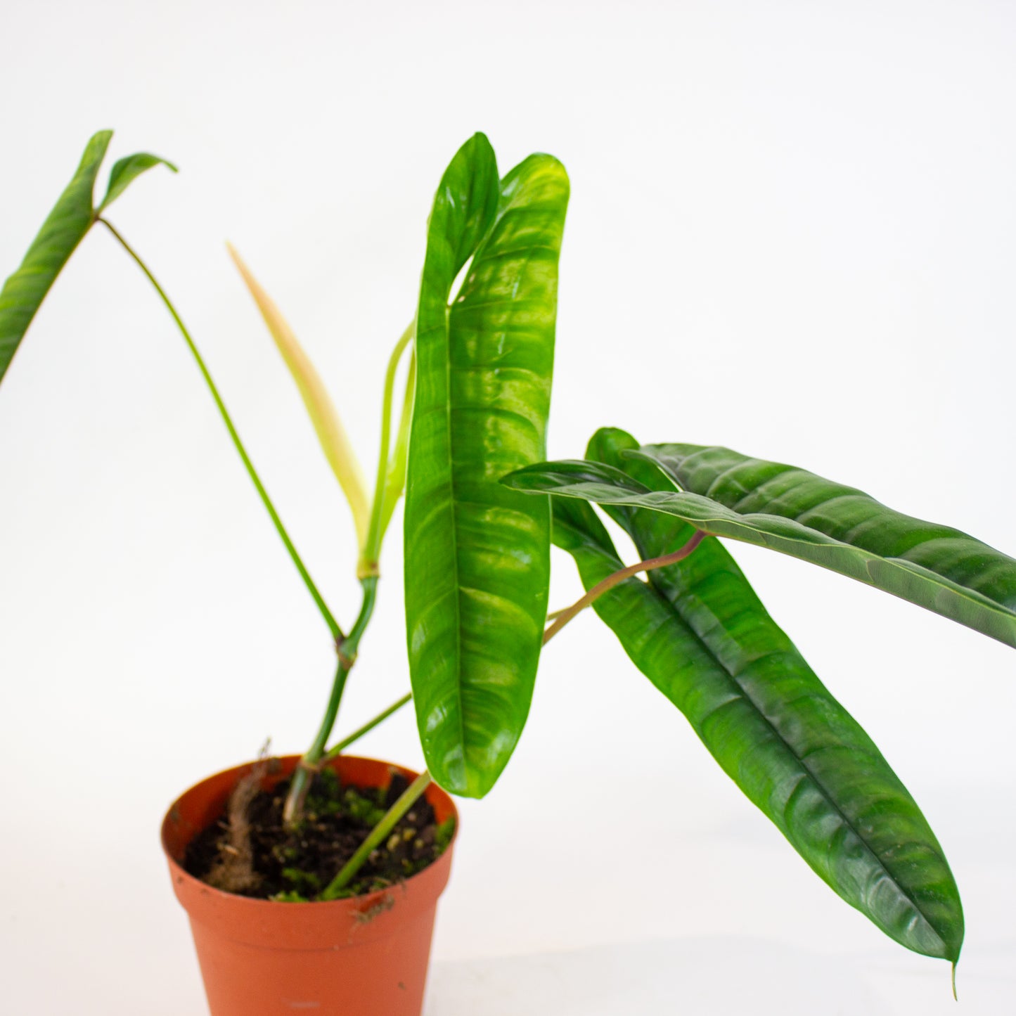 Philodendron Felix 14cm H40cm