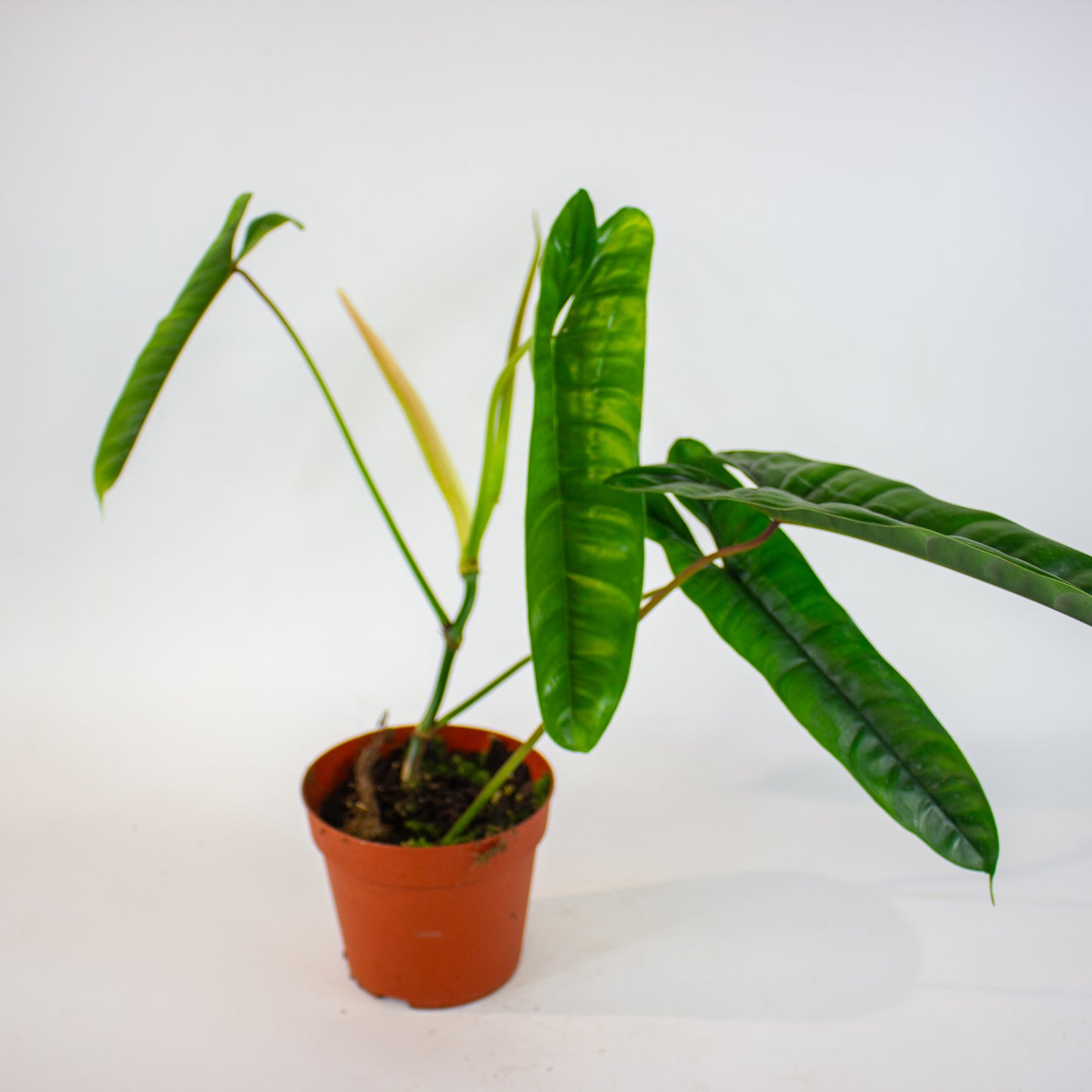 Philodendron Felix 14cm H40cm