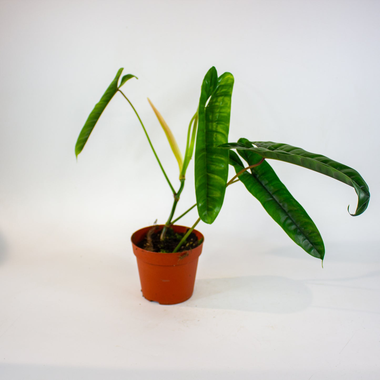 Philodendron Felix 14cm H40cm
