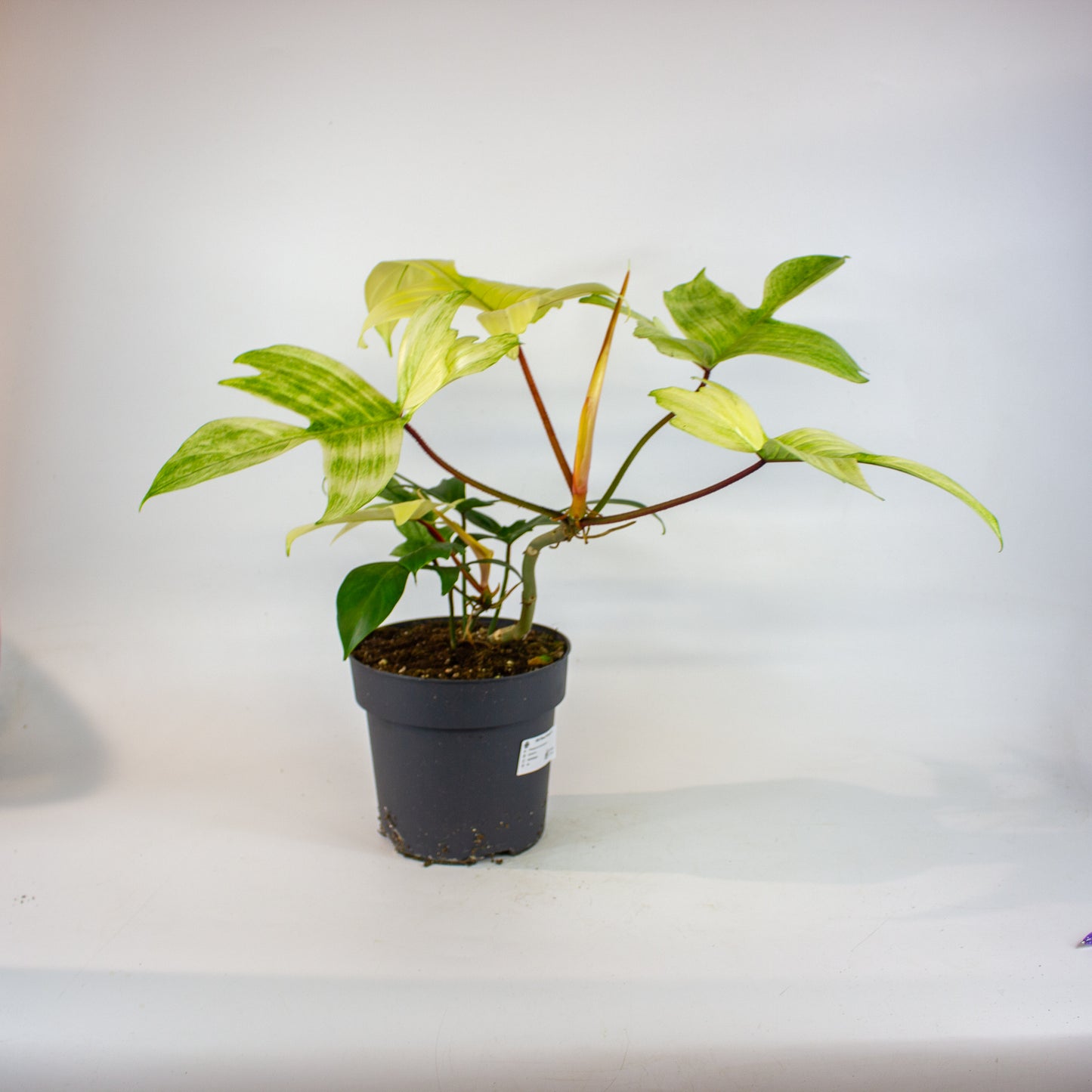 Philodendron Florida Ghost 19cm H50cm