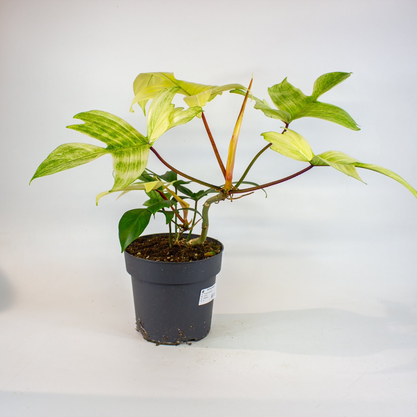 Philodendron Florida Ghost 19cm H50cm