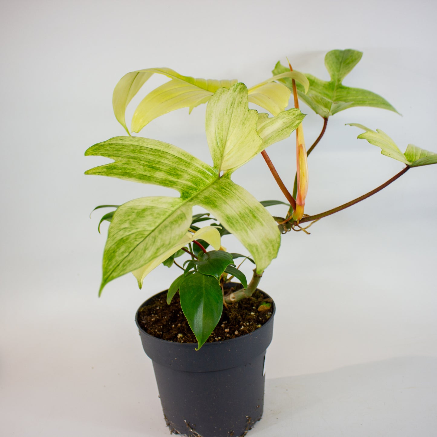 Philodendron Florida Ghost 19cm H50cm