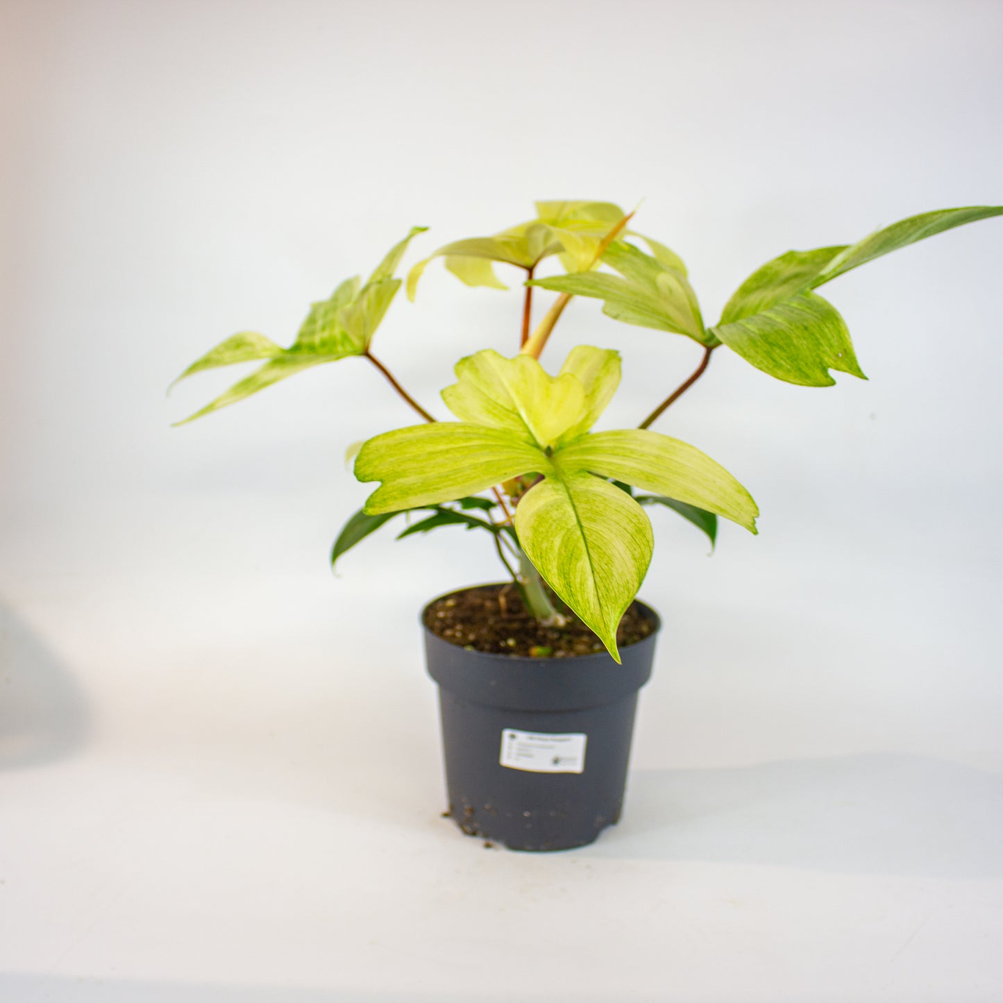 Philodendron Florida Ghost 19cm H50cm