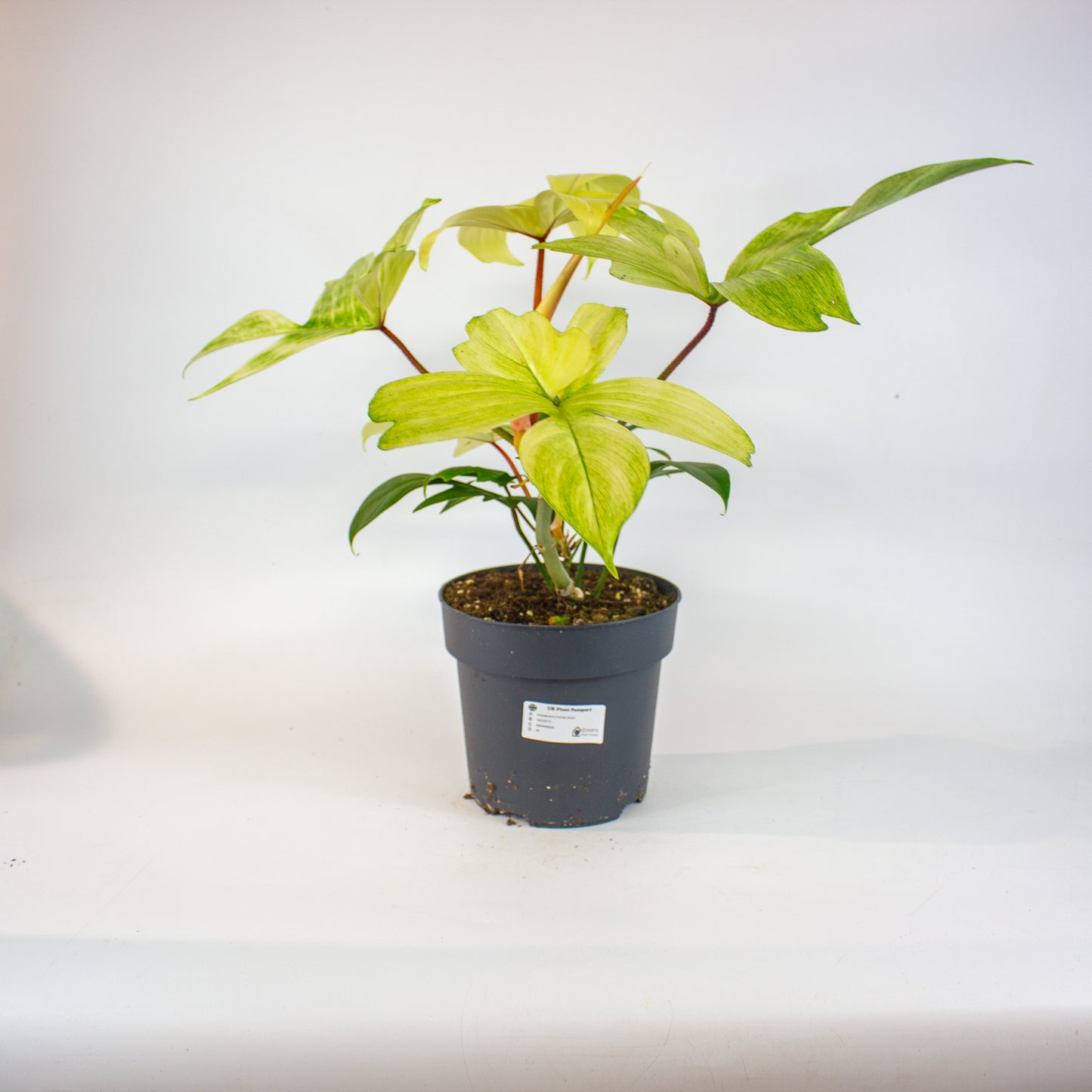 Philodendron Florida Ghost 19cm H50cm