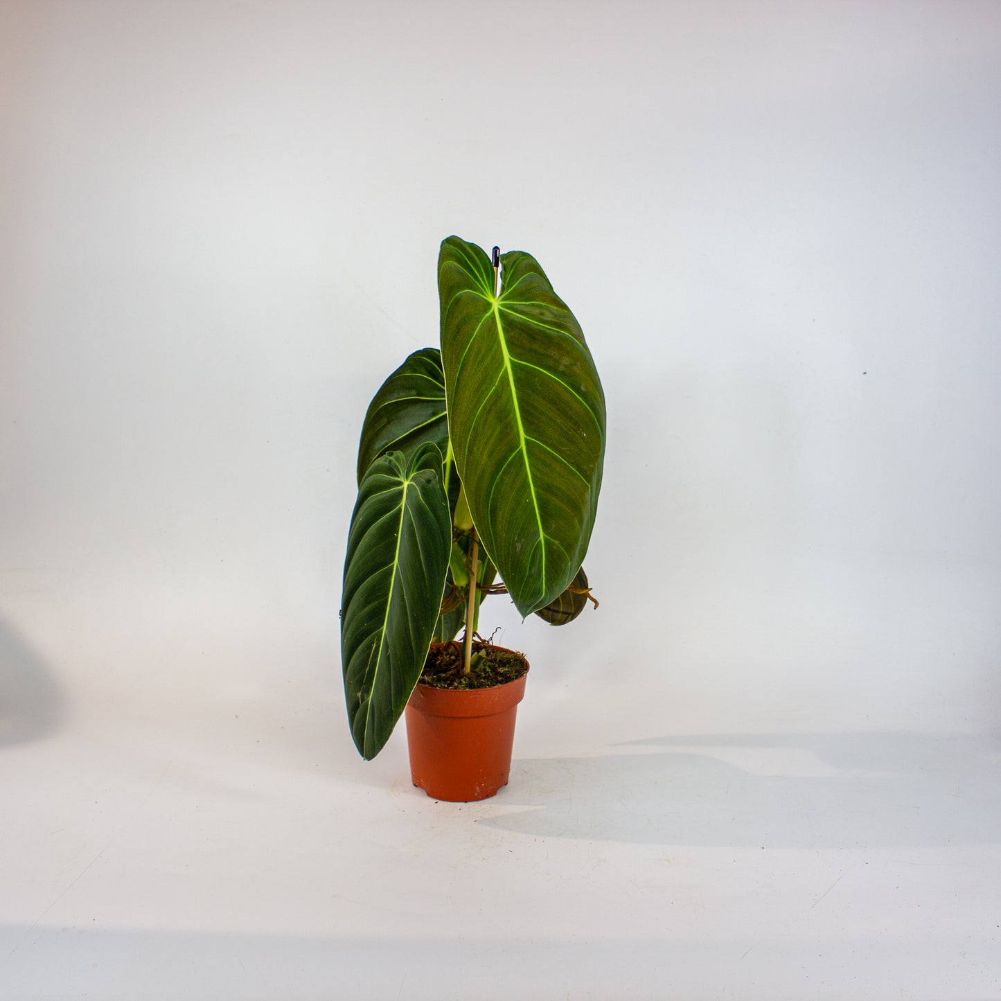 Philodendron Melanochrysum 12cm H45cm