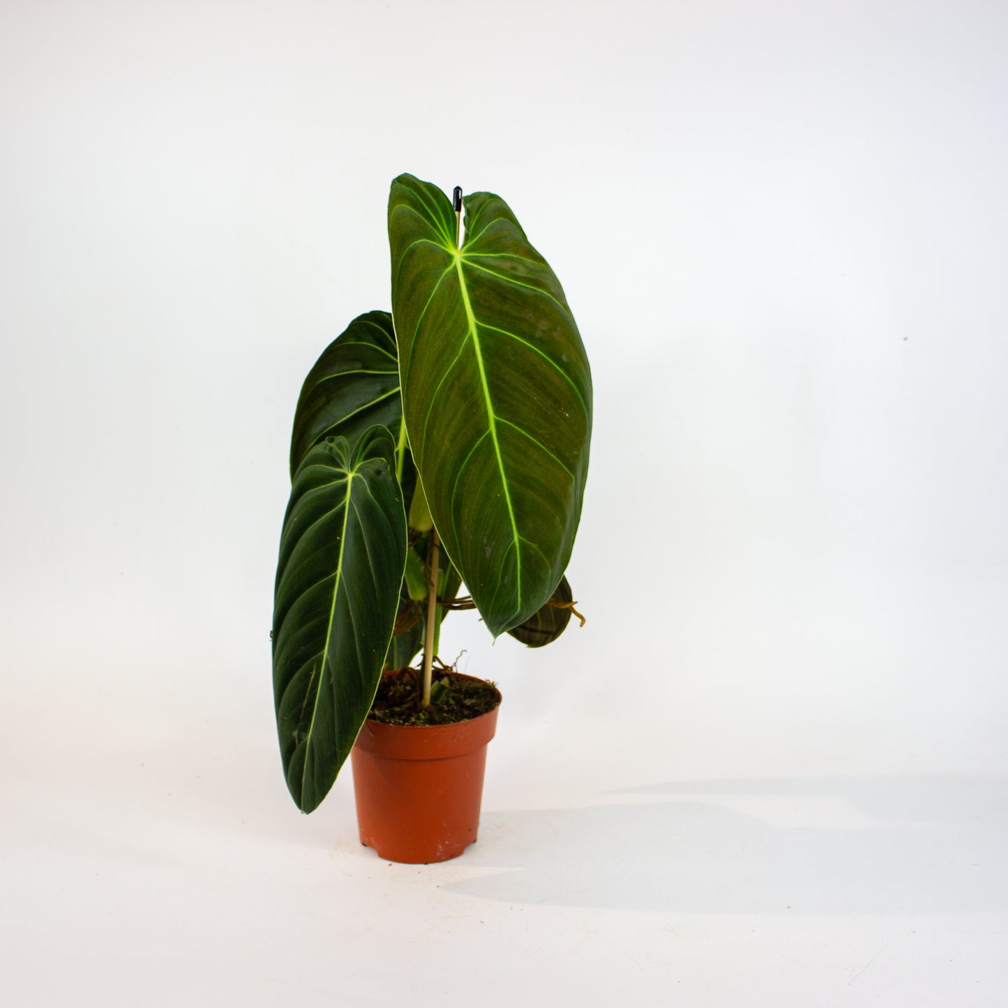 Philodendron Melanochrysum 12cm H45cm