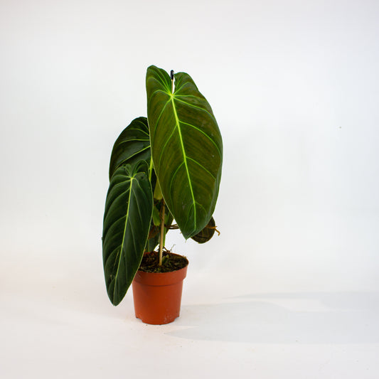 Philodendron melanochrysum 1