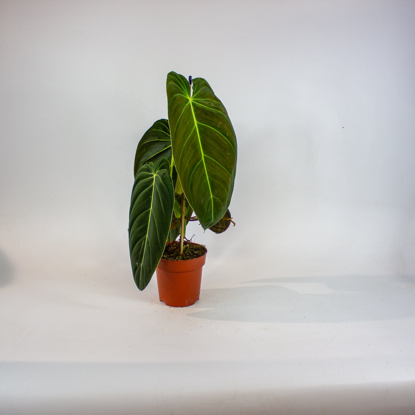 Philodendron Melanochrysum 12cm H45cm
